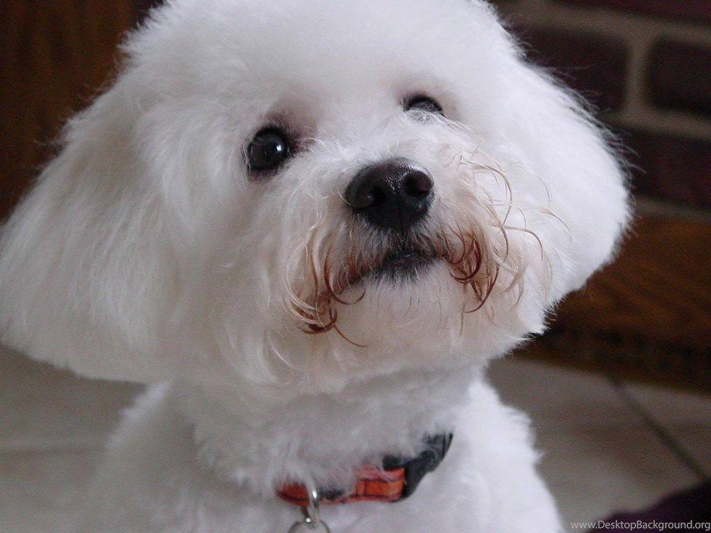 Dog Breed Bichon Frise Looking At Owner Wallpaper And Image