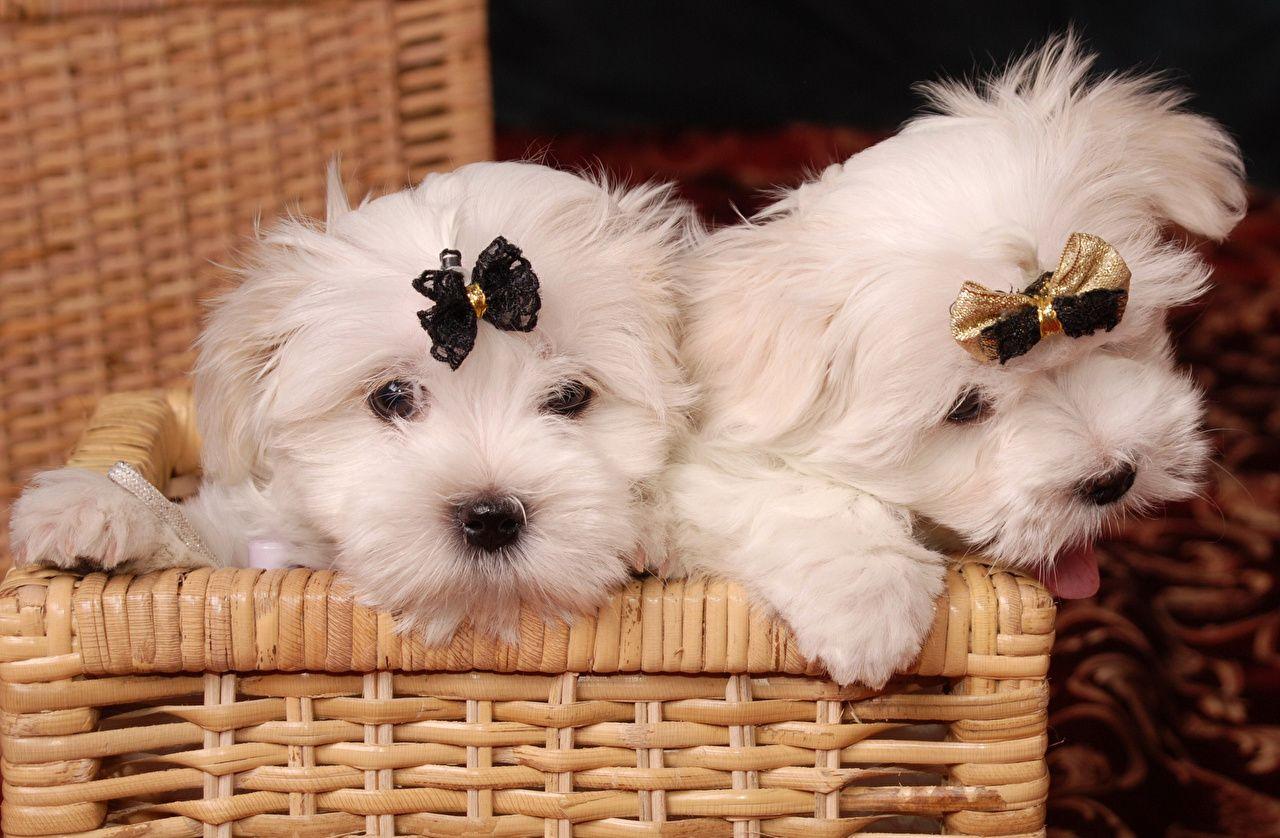 Wallpaper Puppy Havanese Bichon Dogs Wicker basket Bowknot Animals