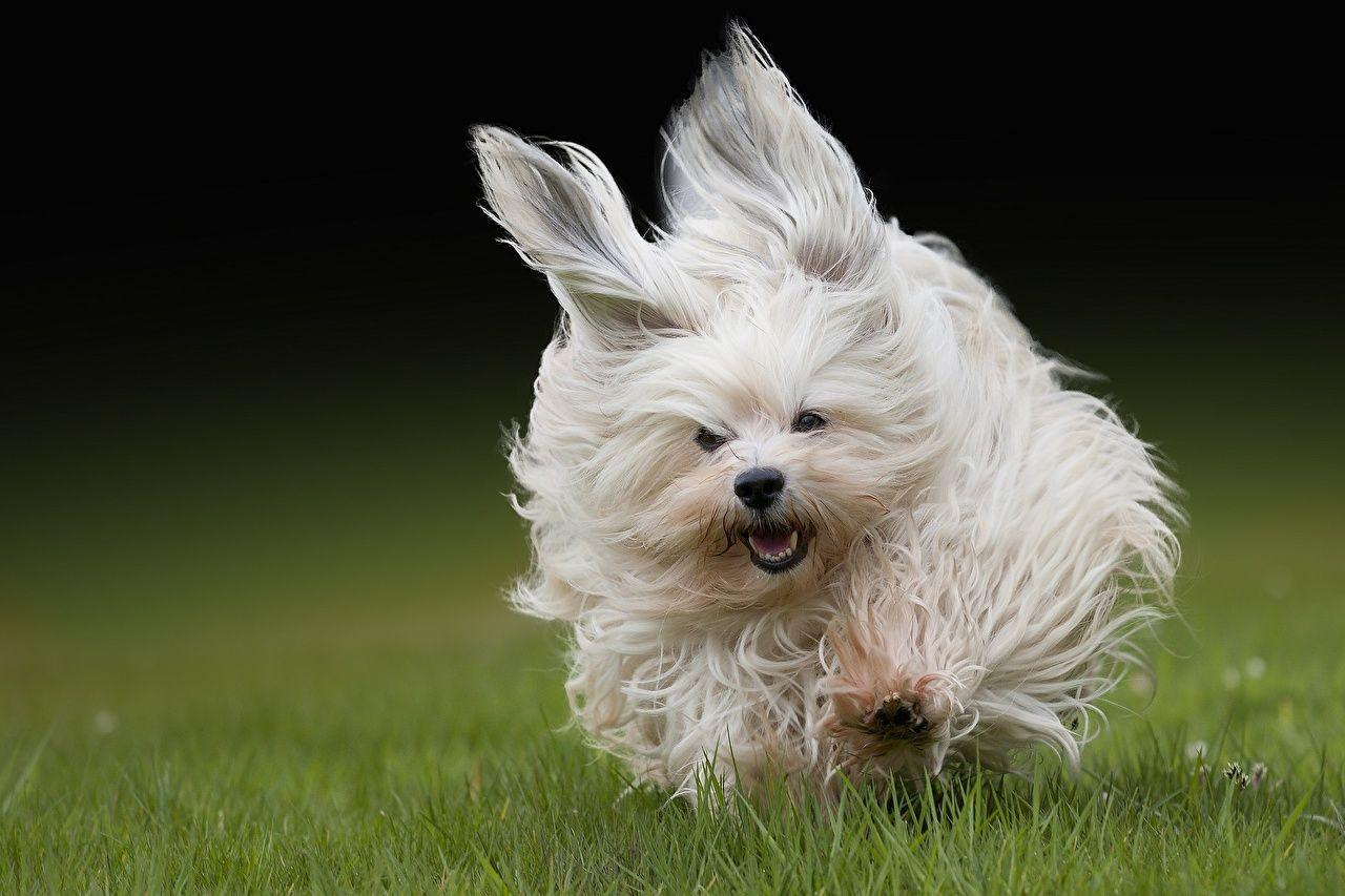image Havanese Bichon Dogs Run Jump Grass Glance Animals
