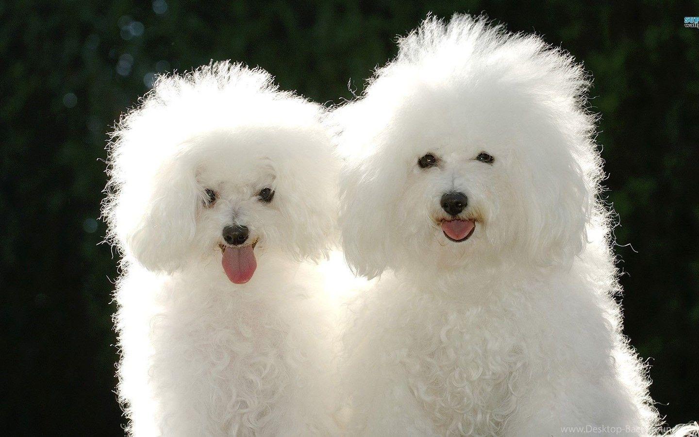 Bichon Frise White Puppy Dog Cute 9122 Dogs Wallpaper For Desktop
