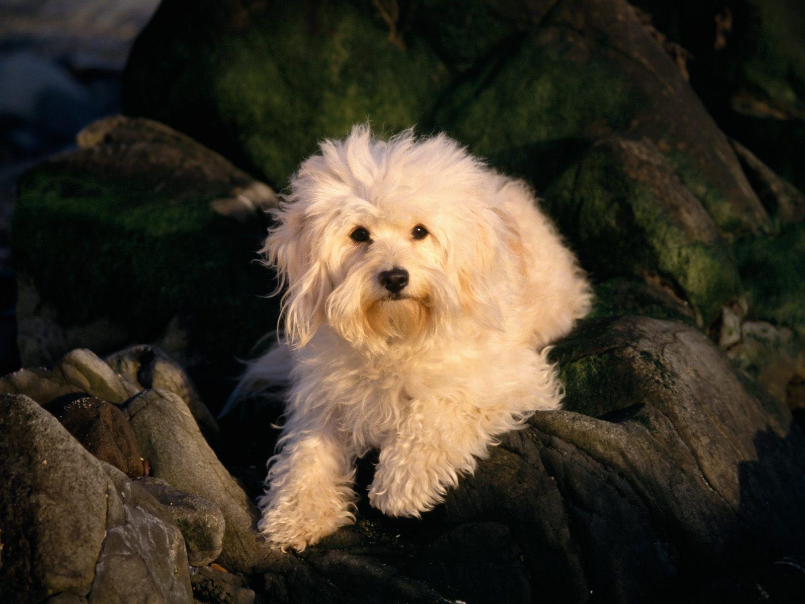 bichon frise on the rock. HD Windows Wallpaper