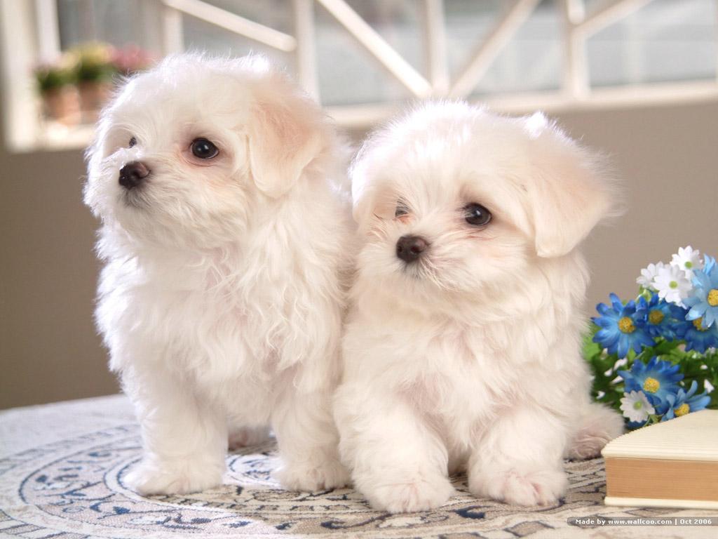 Such Good Dogs: Breed Of The Month-Bichon Frise