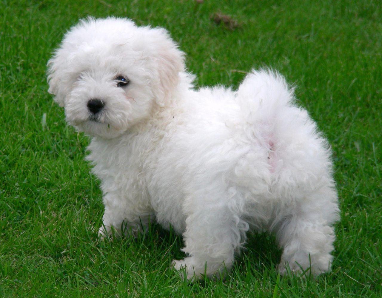 Things To Check Out When Choosing A Bichon Puppy