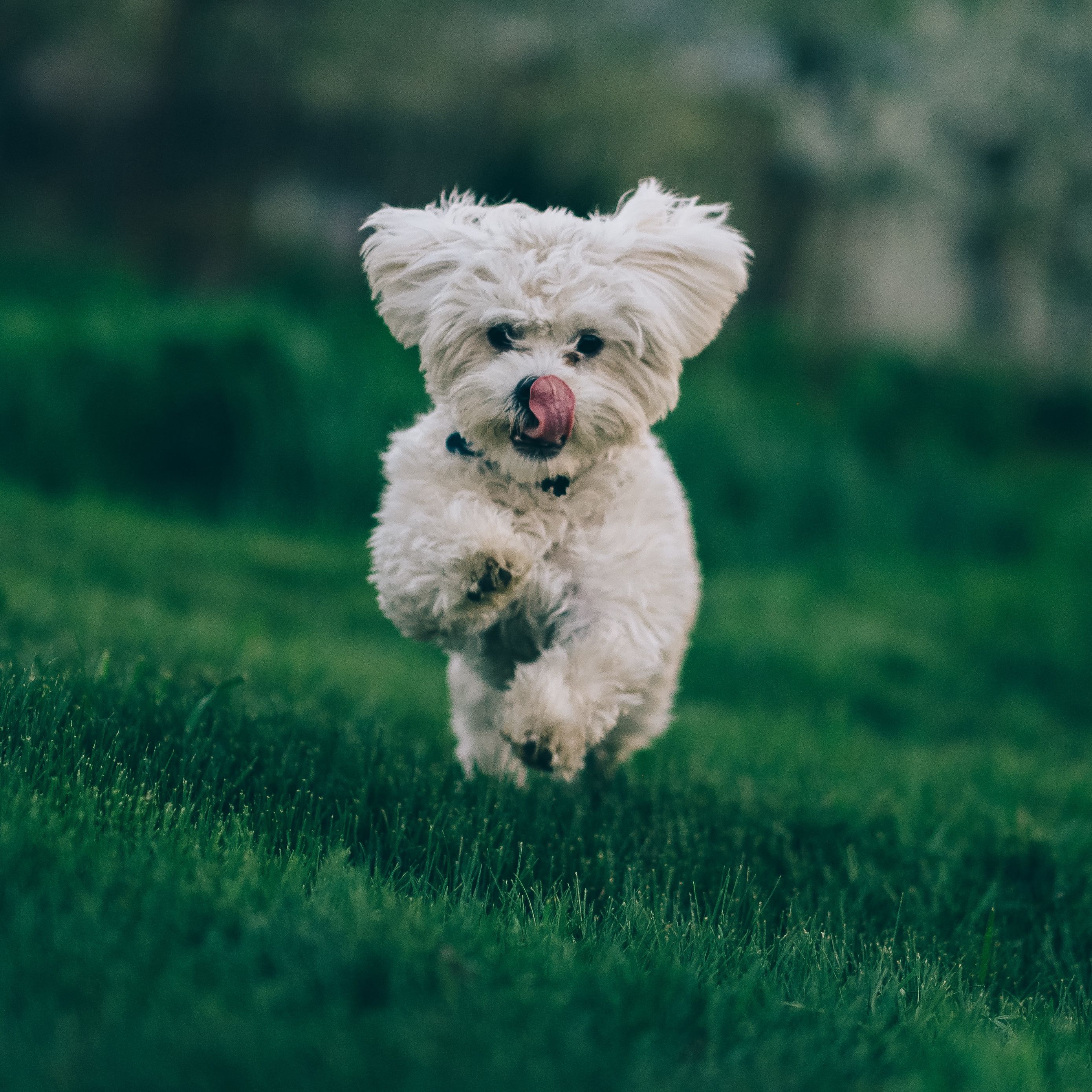 Download wallpaper 2780x2780 bichon frise, dog, running, grass ipad