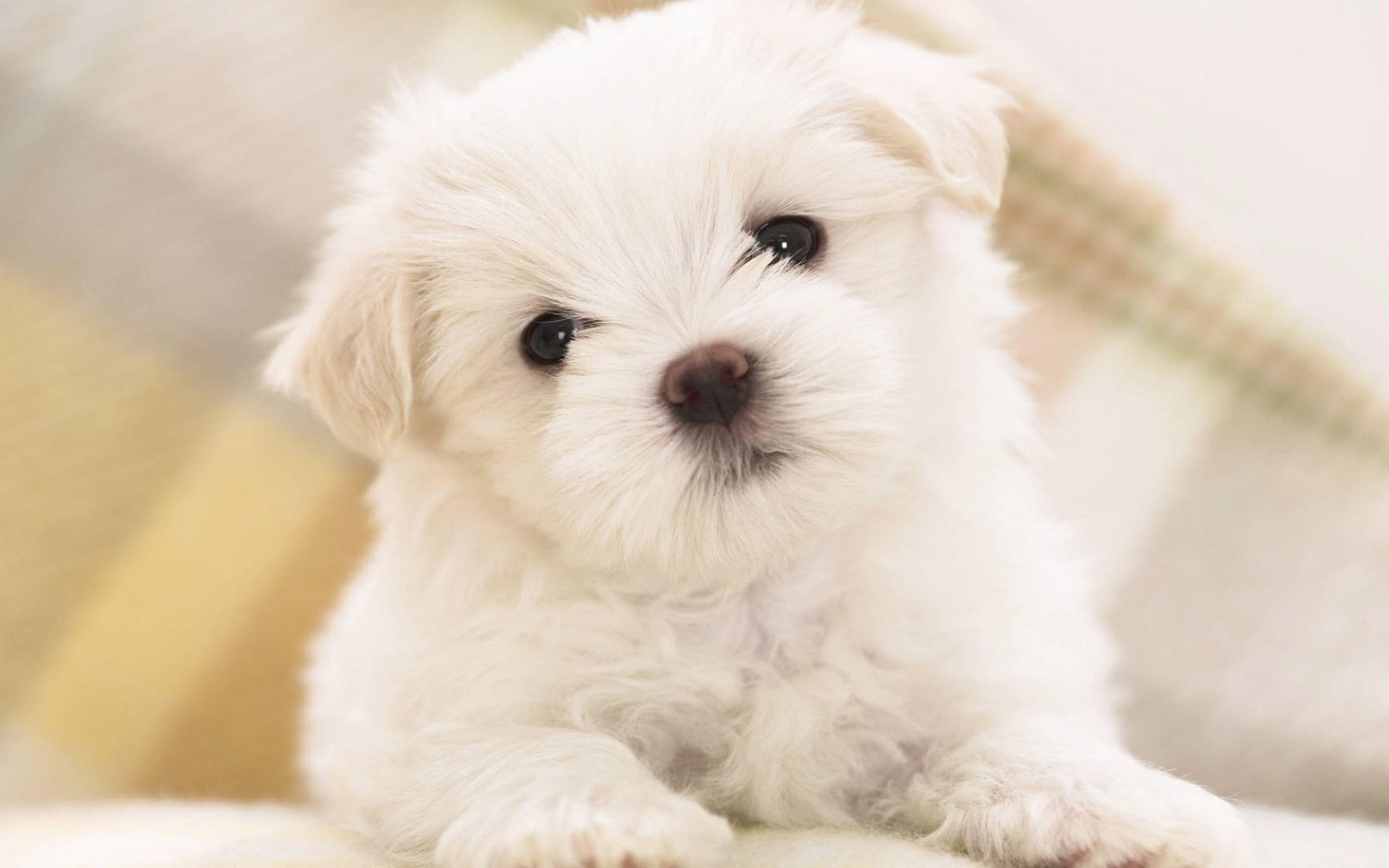 Download wallpaper Bichon Frise, French dog breed, white small dog