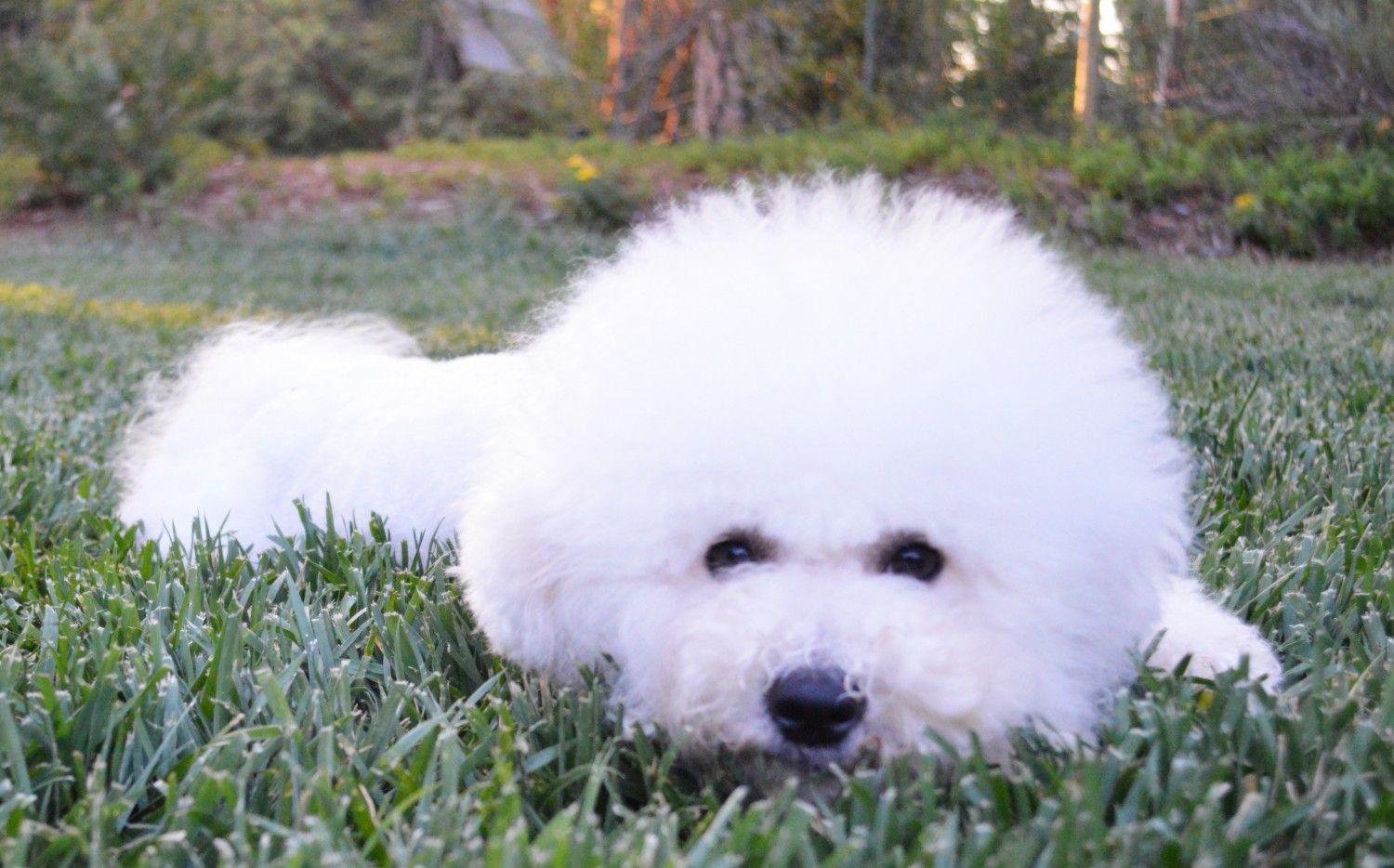 California Bichons Northern Breeder Of Beautiful Akc Wallpaper With