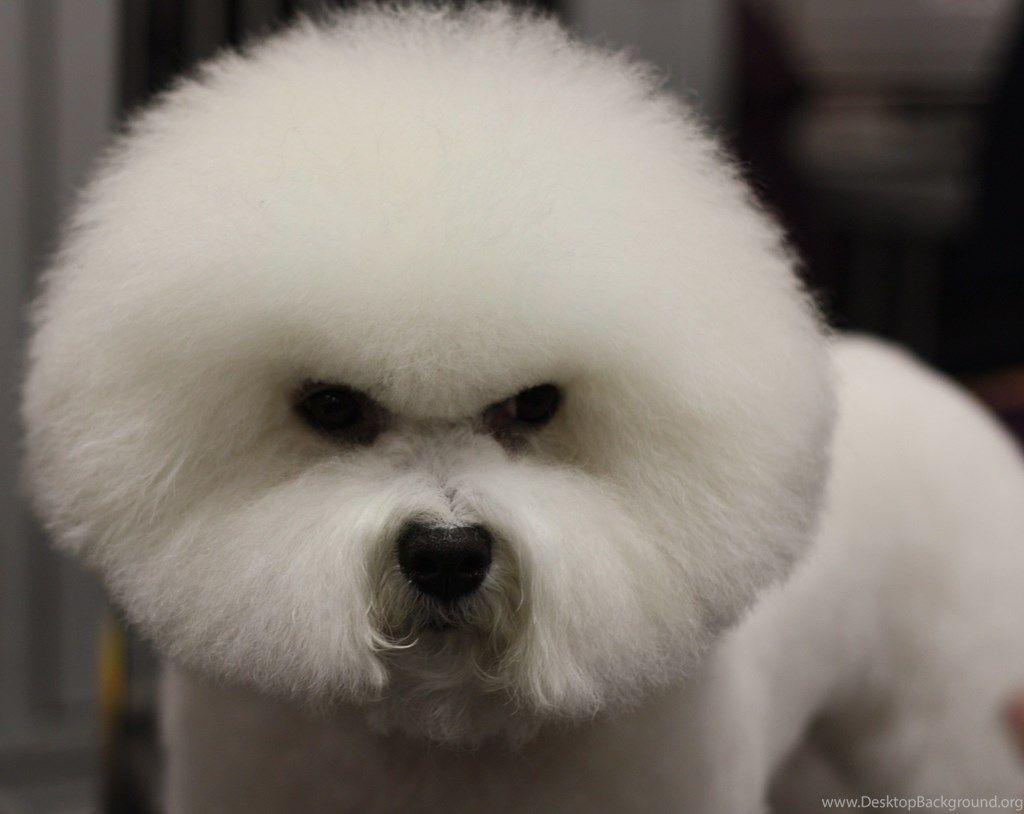 Angry Dog Breed Bichon Frise Wallpaper And Image Wallpaper