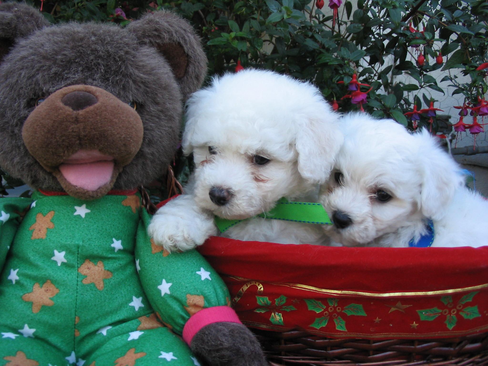 Puppies breed Bichon Frise and stuffed toy wallpaper and image