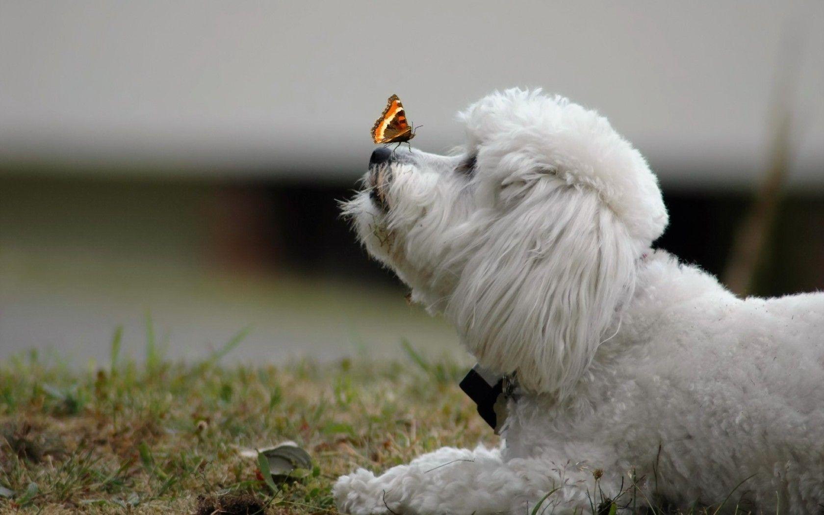 Dogs Butterflies Butterfly Frise Animals White Dog Bichon Desktop