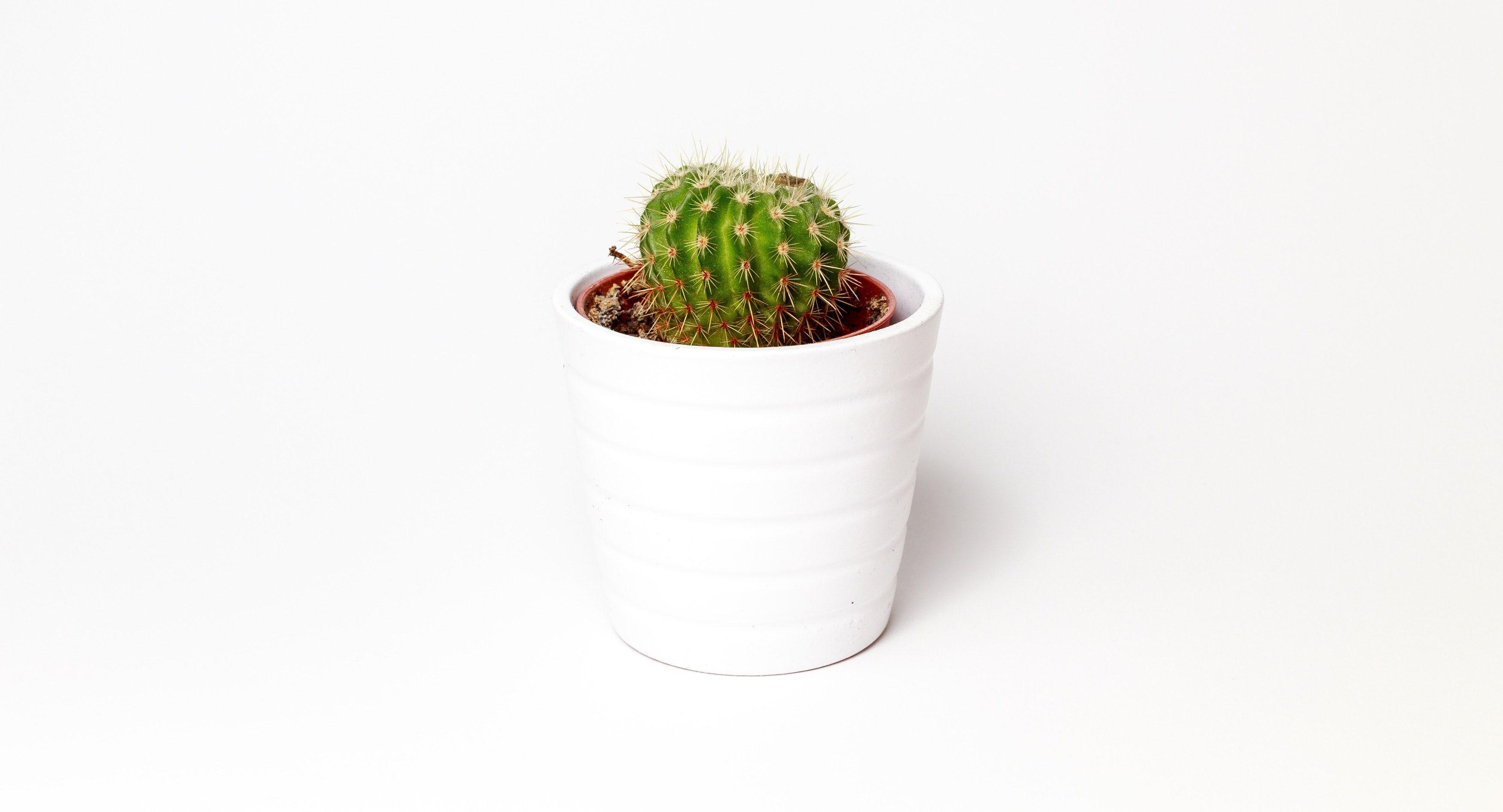 Green Cactus Potted Plant on White Ceramic Pot · Free