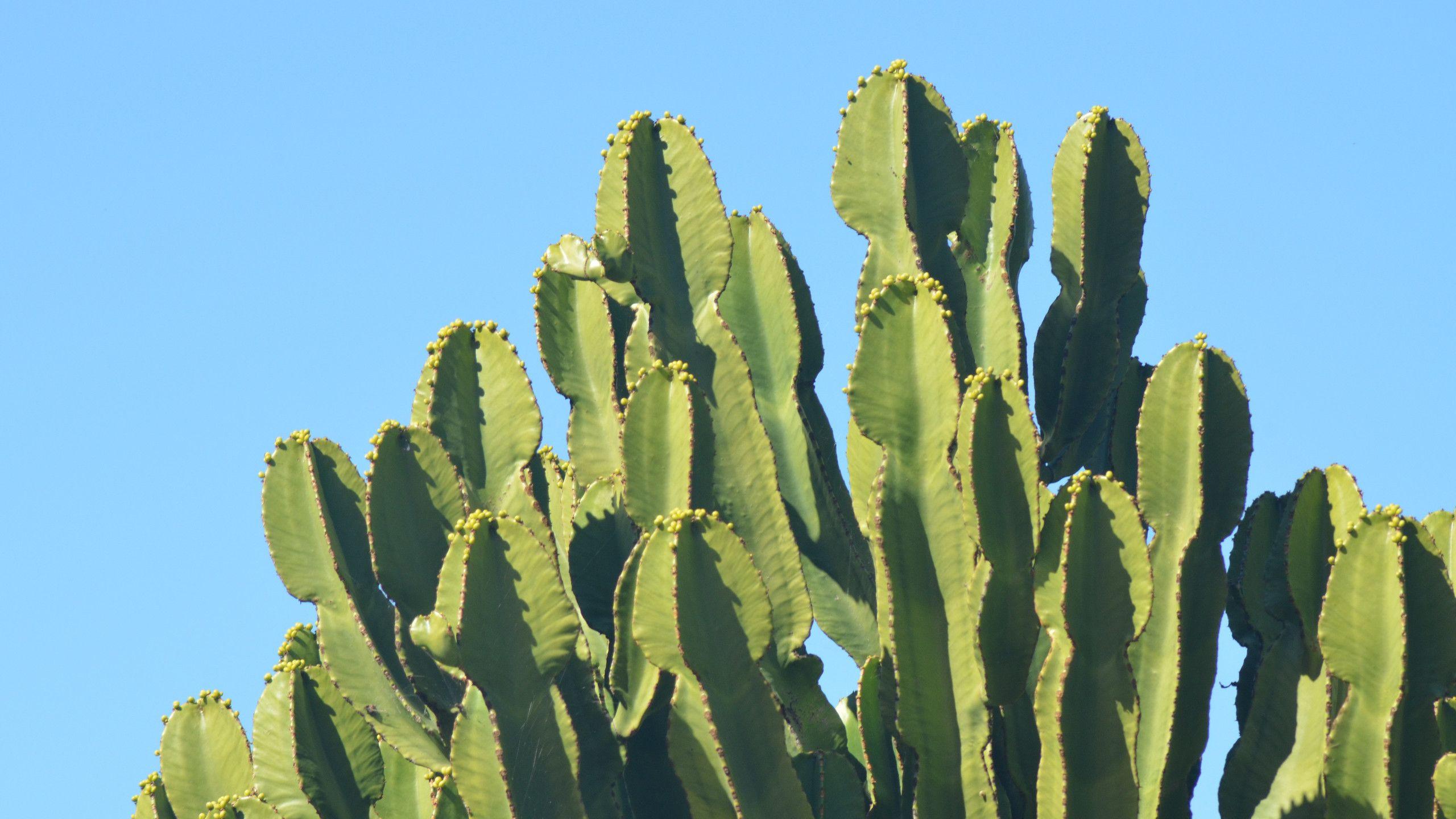 Cactus HD Wallpaper