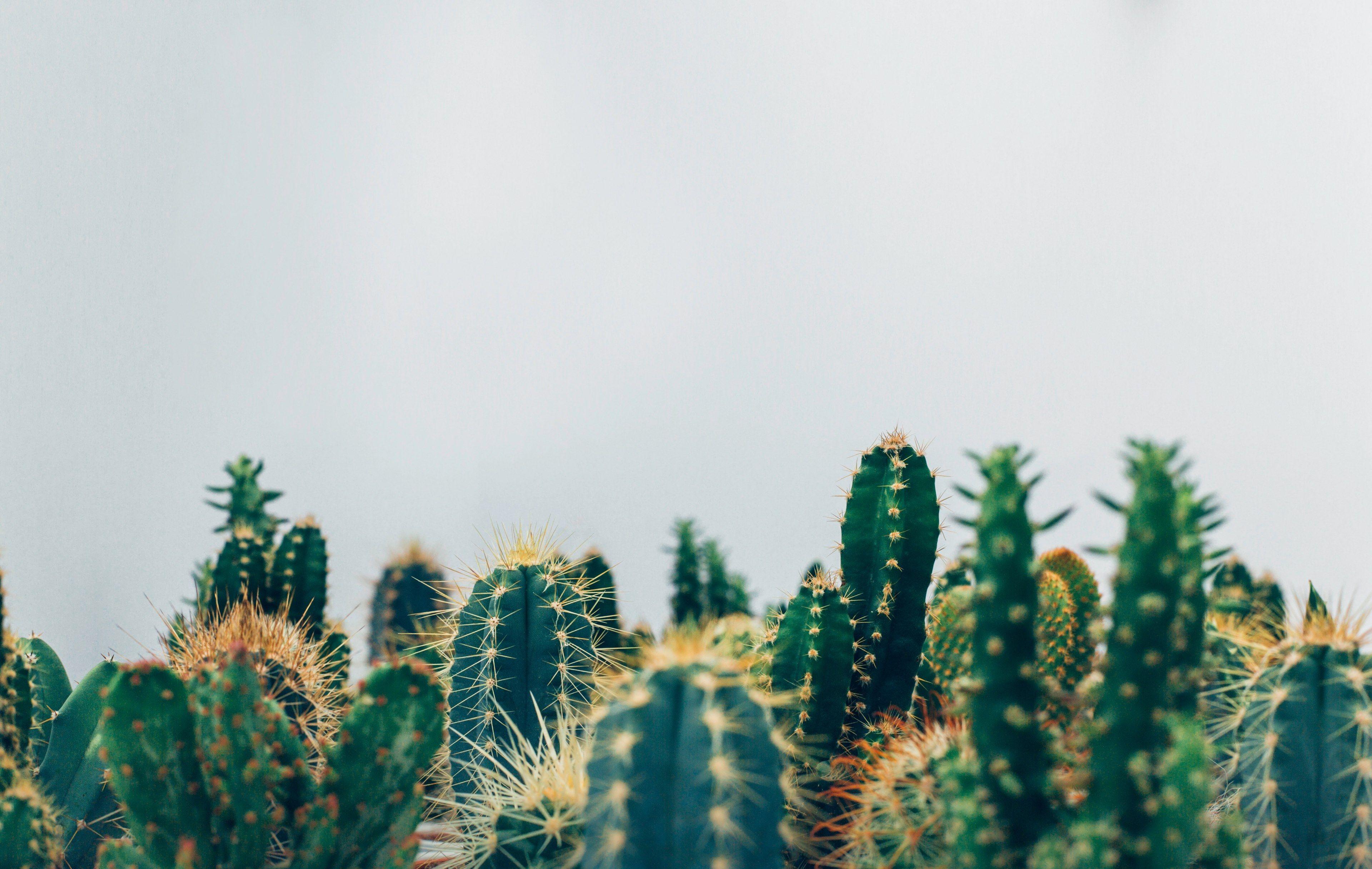 cactus plant cactu and green HD 4k wallpaper and background