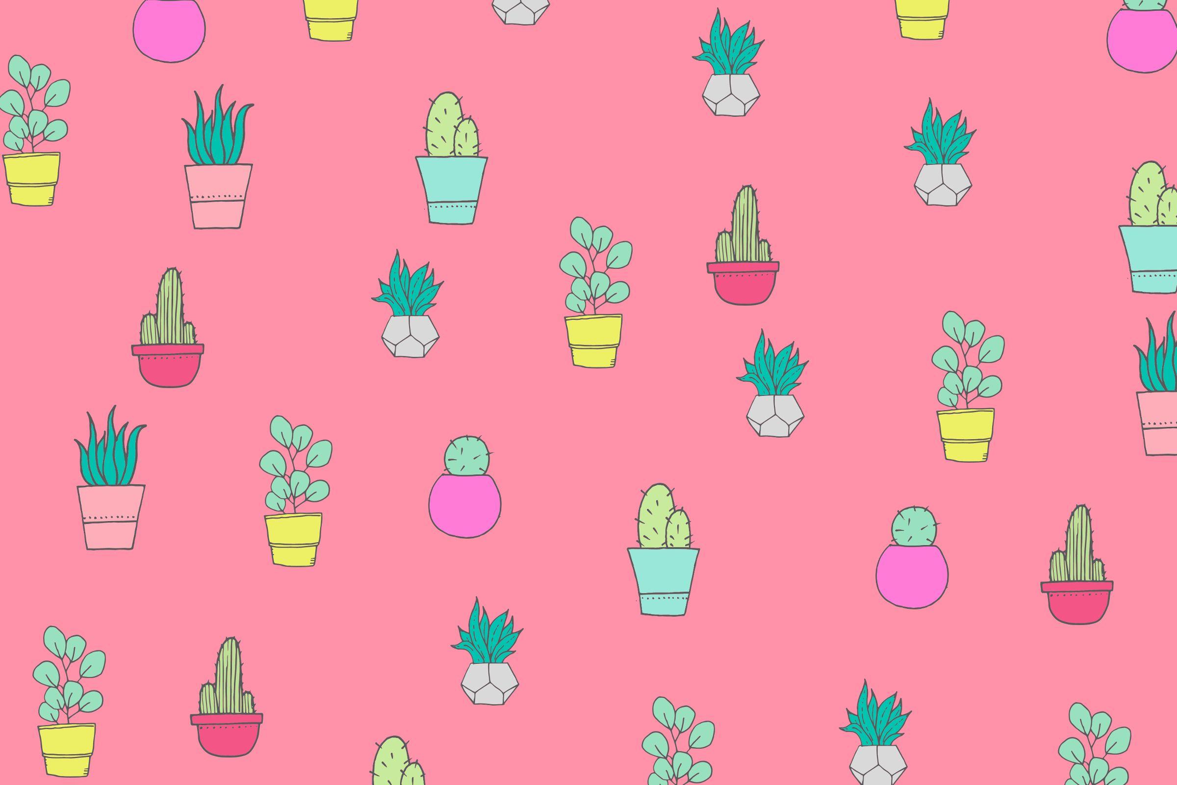 Cactus Flowers Wallpaper Background 59184 2560x1600px