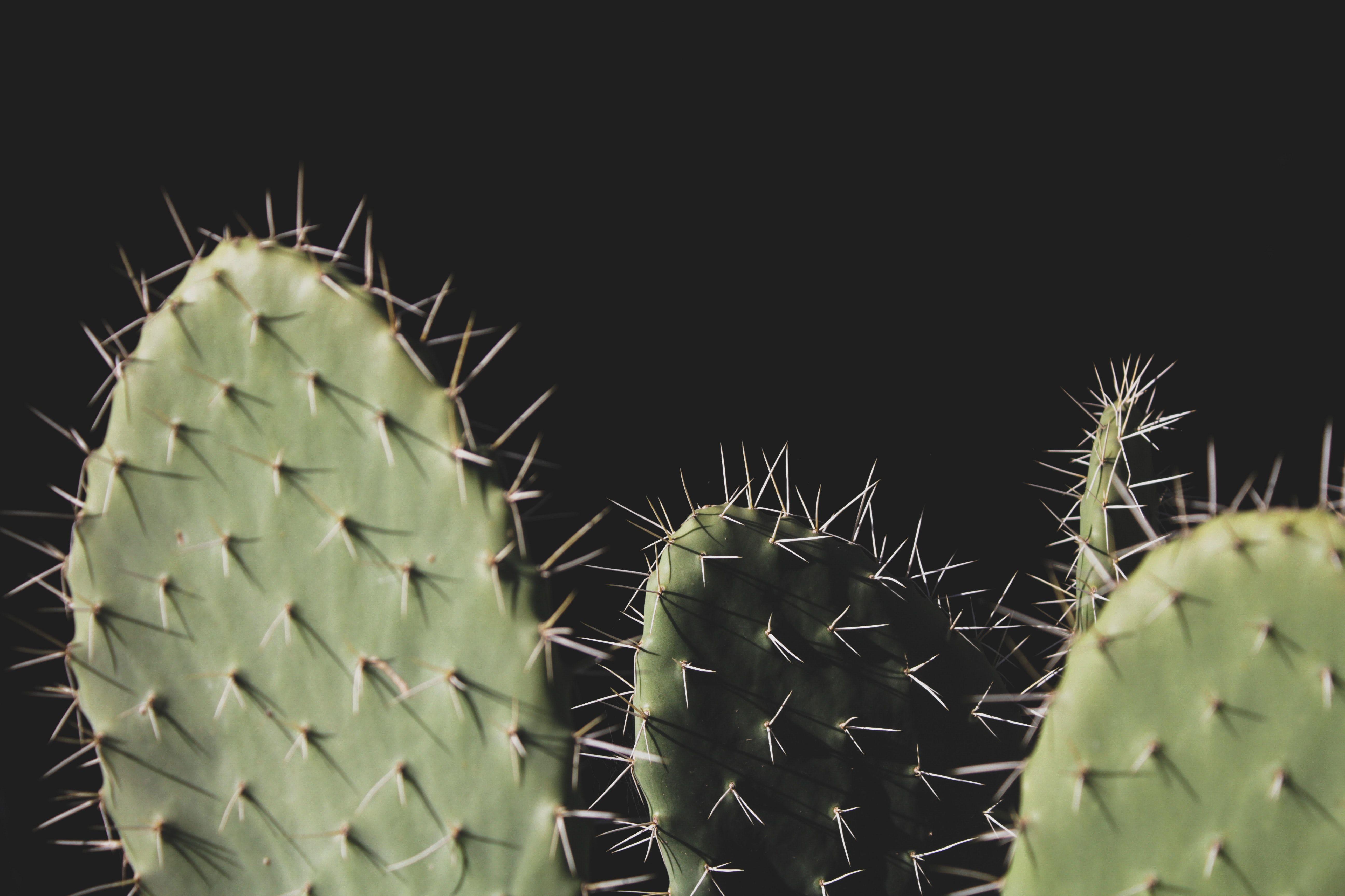 Engaging Cactus Photo