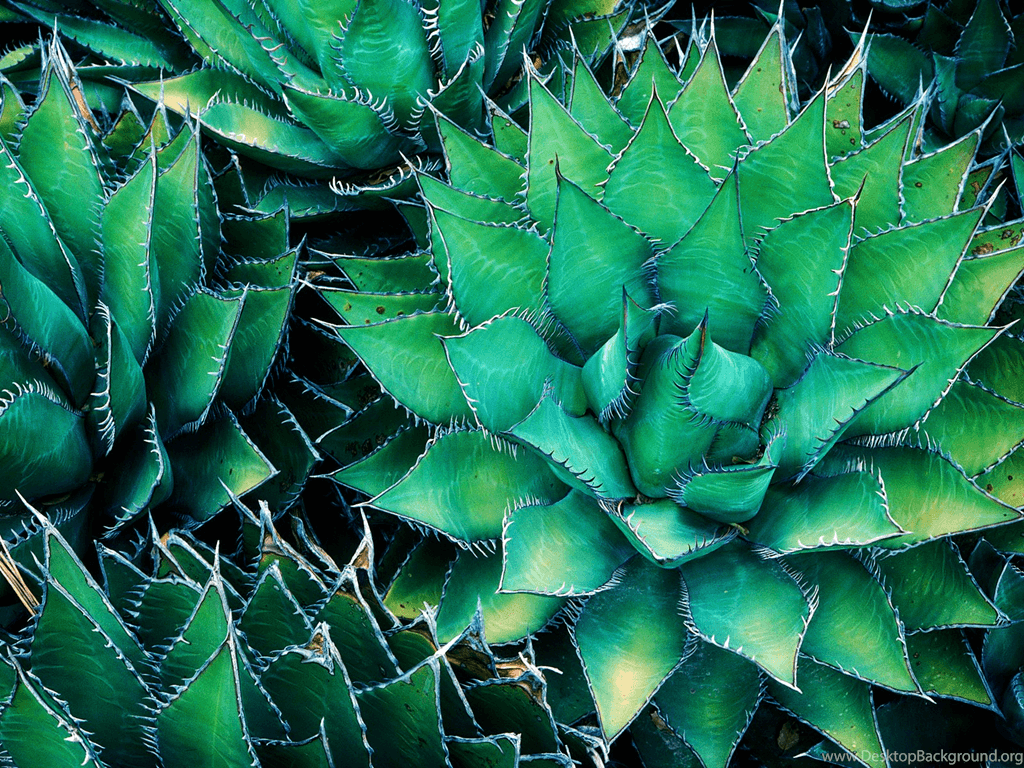Cactus Wallpaper HD Desktop Background