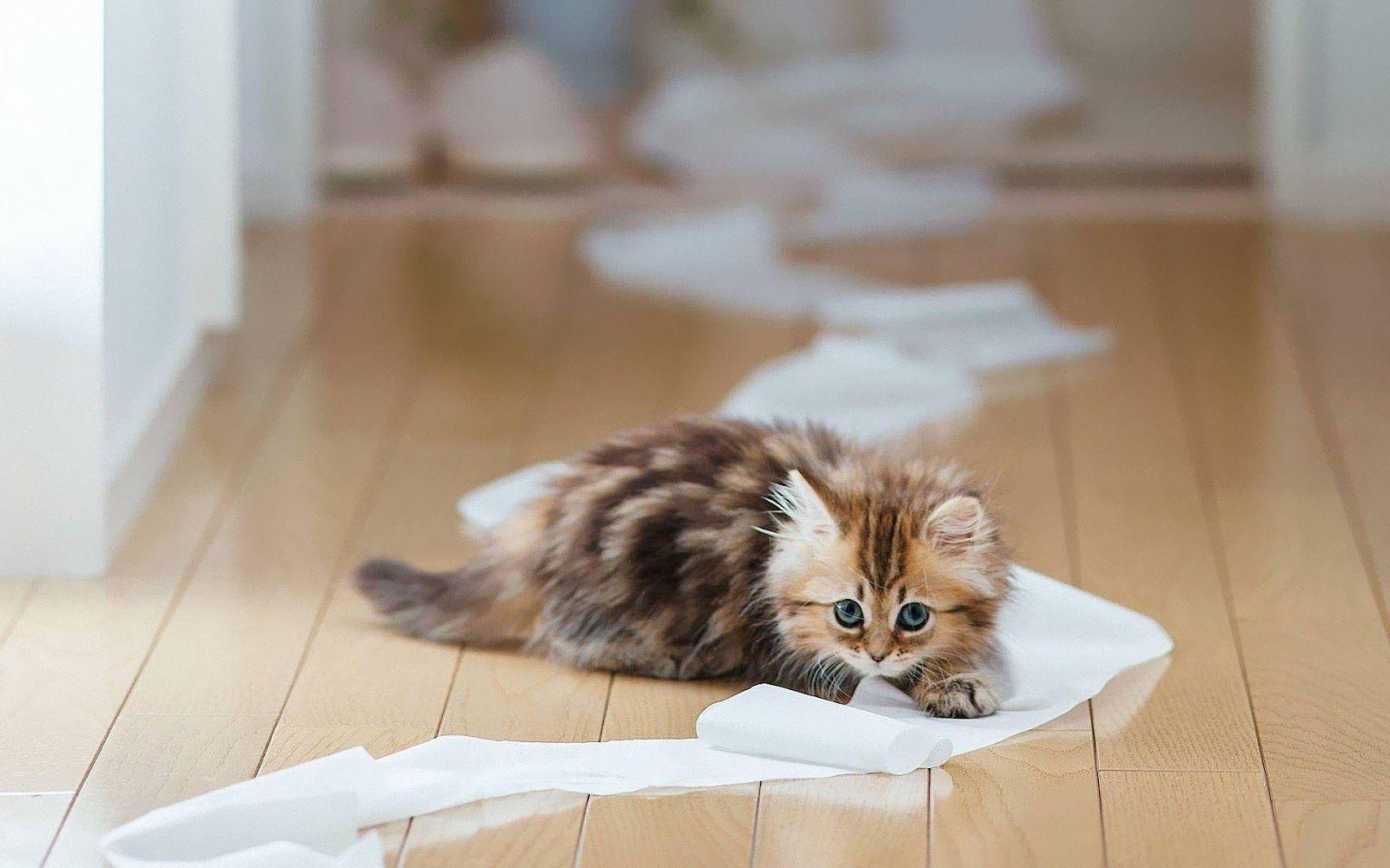 Kitten playing with toilet paper. HD Animals Wallpaper. Nature's