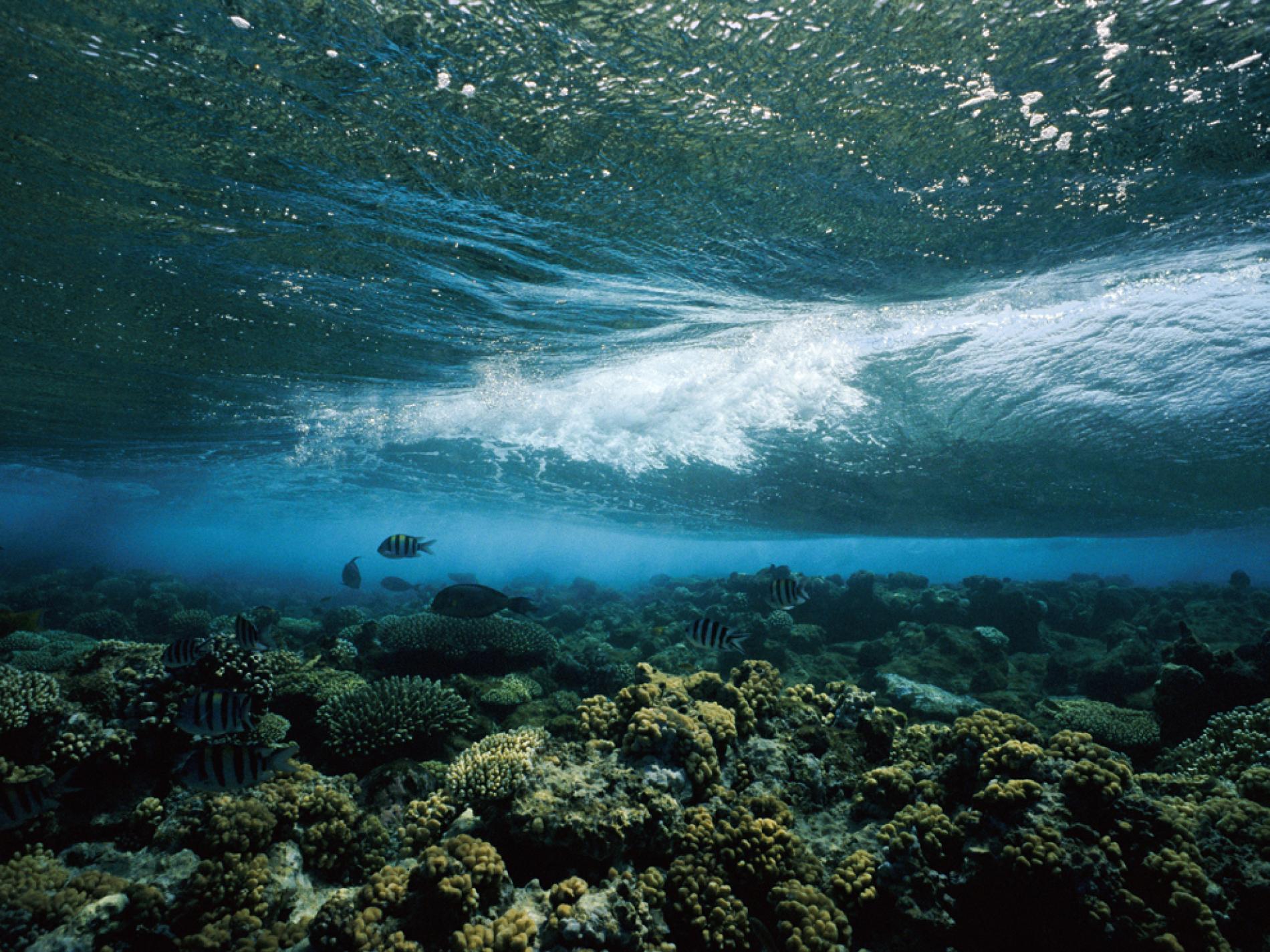 Underwater Landscape Photo, Underwater Wallpaper, Download, Photo
