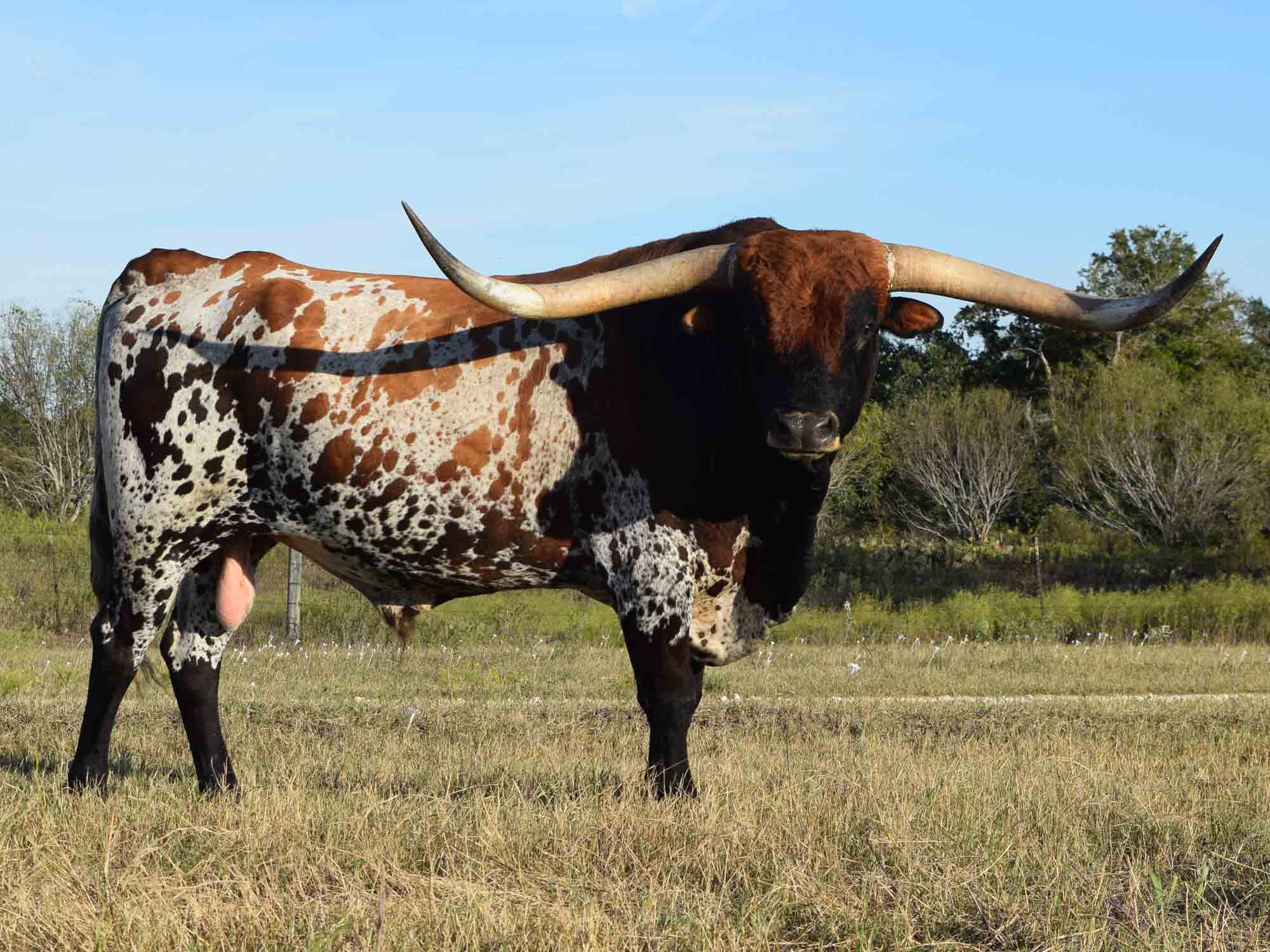 Texas longhorn cattle anmal Photo HD Wallpaper Download