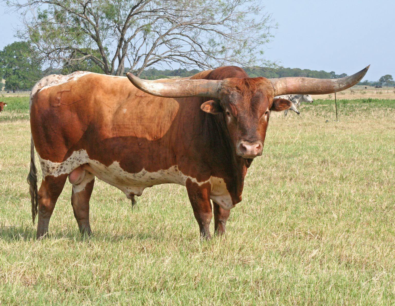 Bull Longhorn / Toro Cuernos Largos. ANIMALS. Cattle
