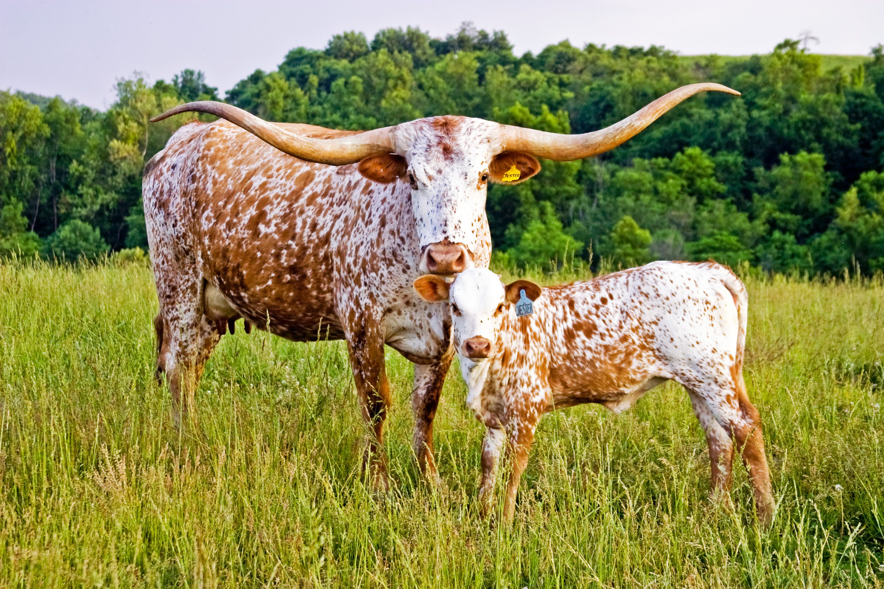 Texas Longhorn Cattle Photo