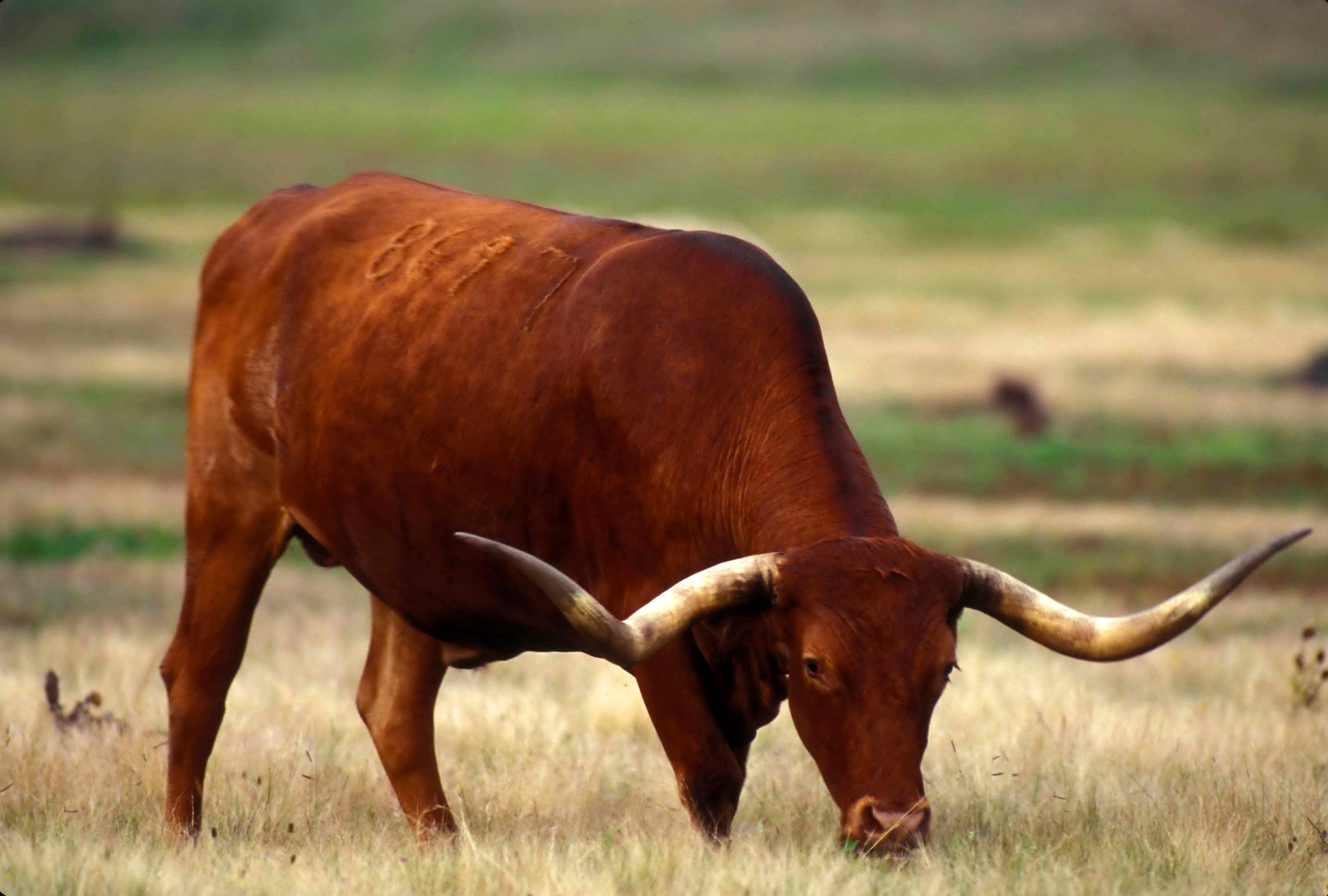 Free picture: texas, longhorn, cattle, bull, grazing