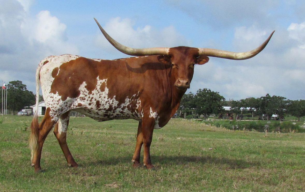 Animals Texas Longhorn Photo