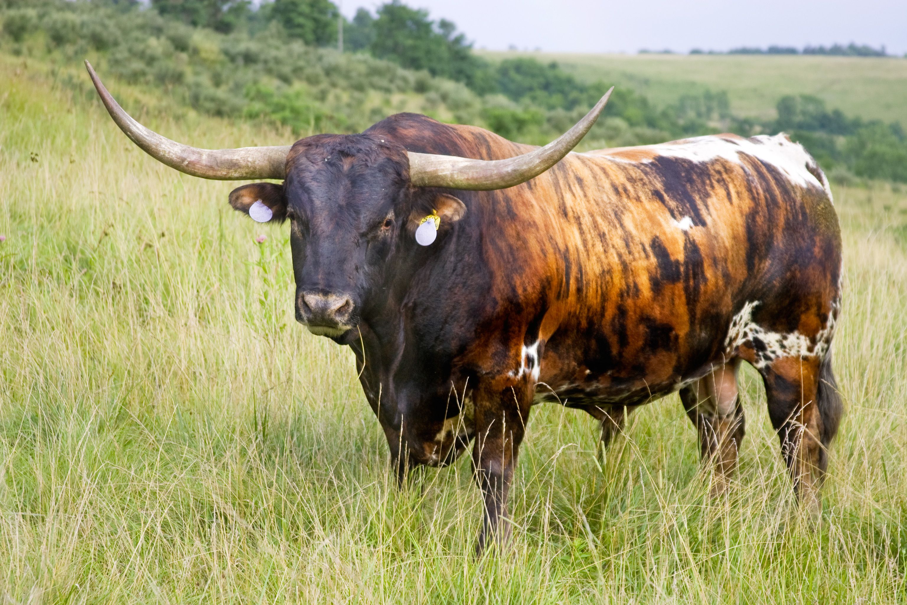 Longhorn Cattle Picture. Quality Picture on Animal Picture Society