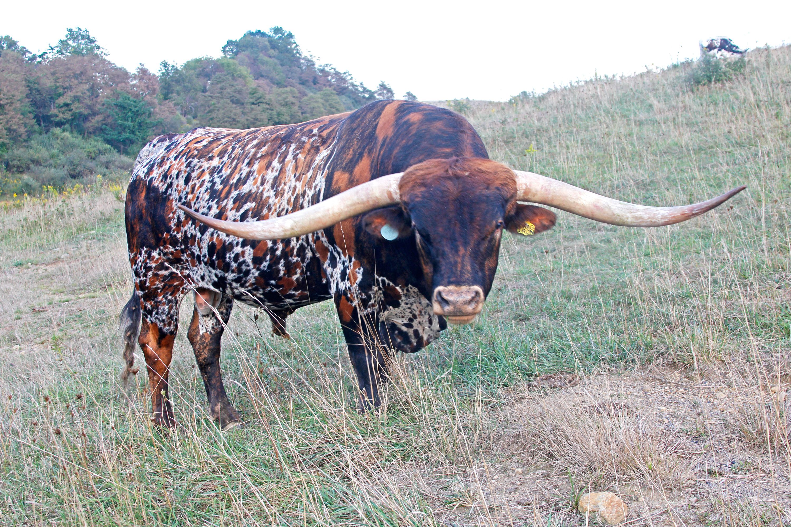 cattle range texas bulls