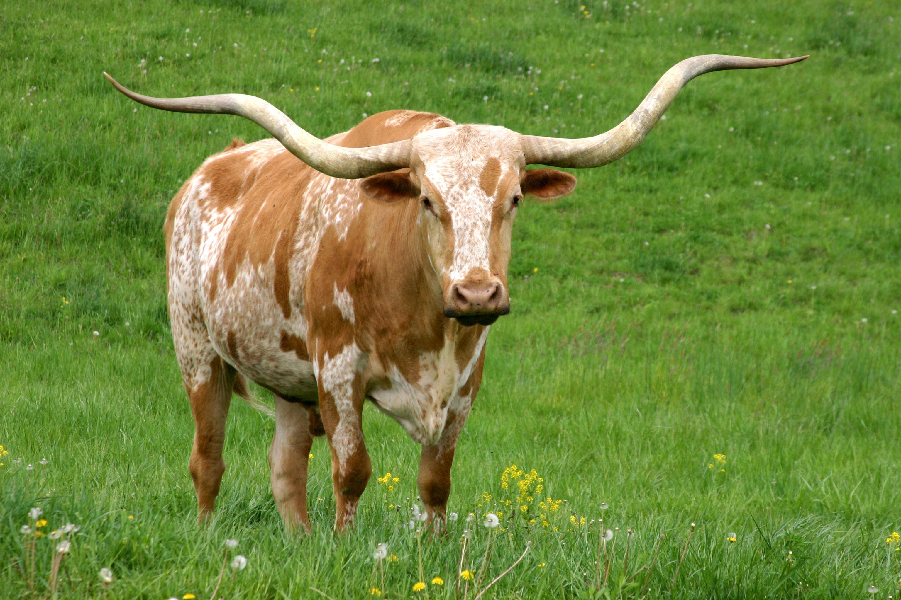 Free Longhorn, Download Free Clip Art, Free Clip Art on Clipart Library