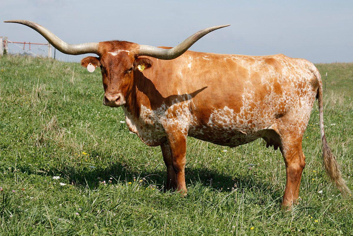 Animals Texas Longhorn Image