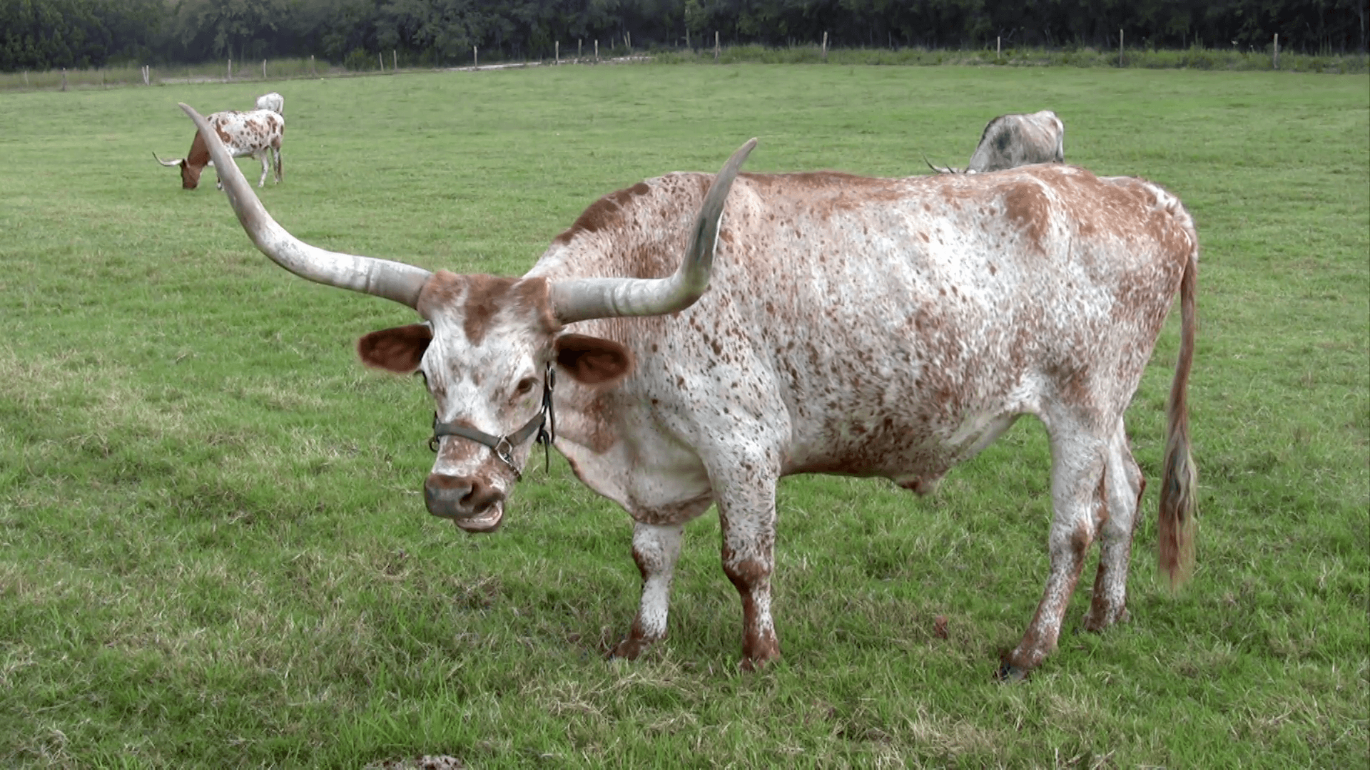 Texas Longhorn cow Ranch close HD Stock Video Footage