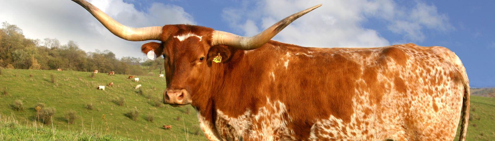 Texas Longhorn Cow • Image • WallpaperFusion by Binary Fortress Software