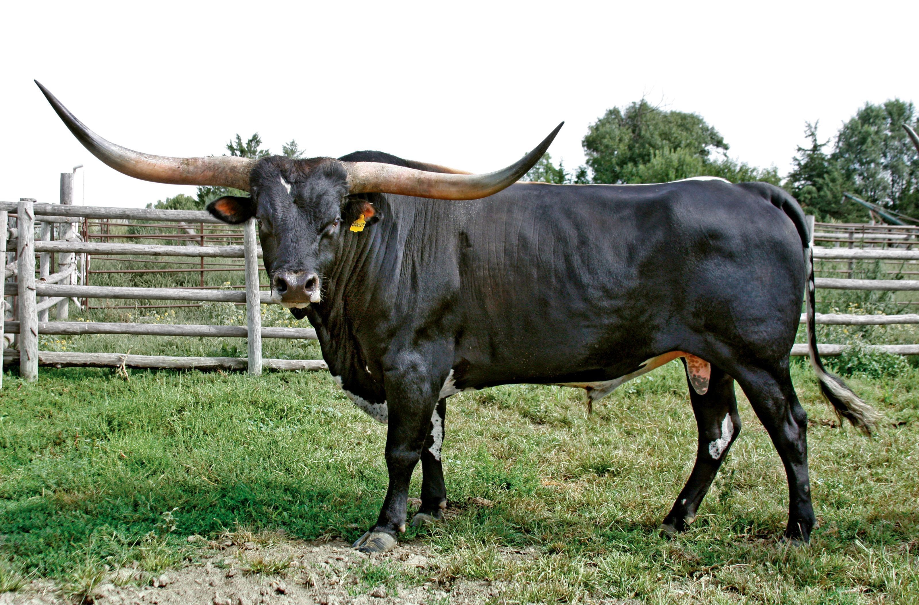 Bull Animal Wallpaper