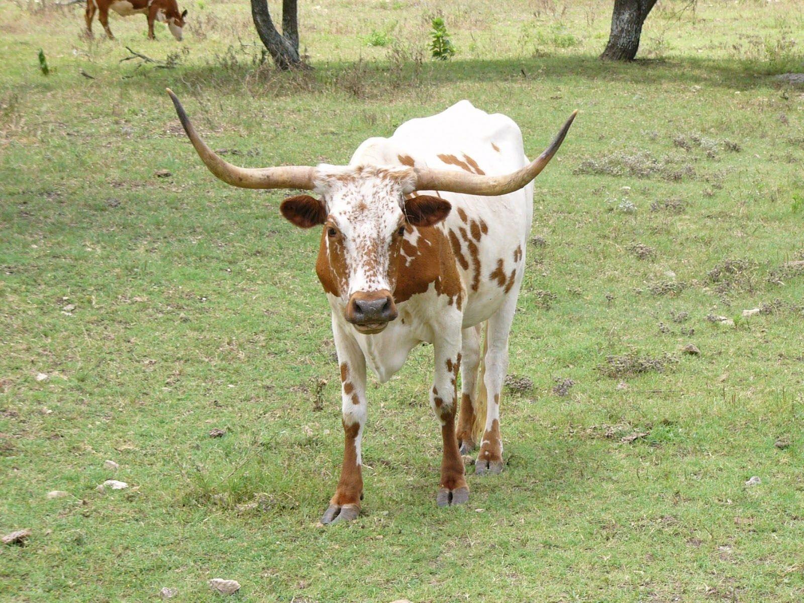 wallpaper desktop longhorn cattle