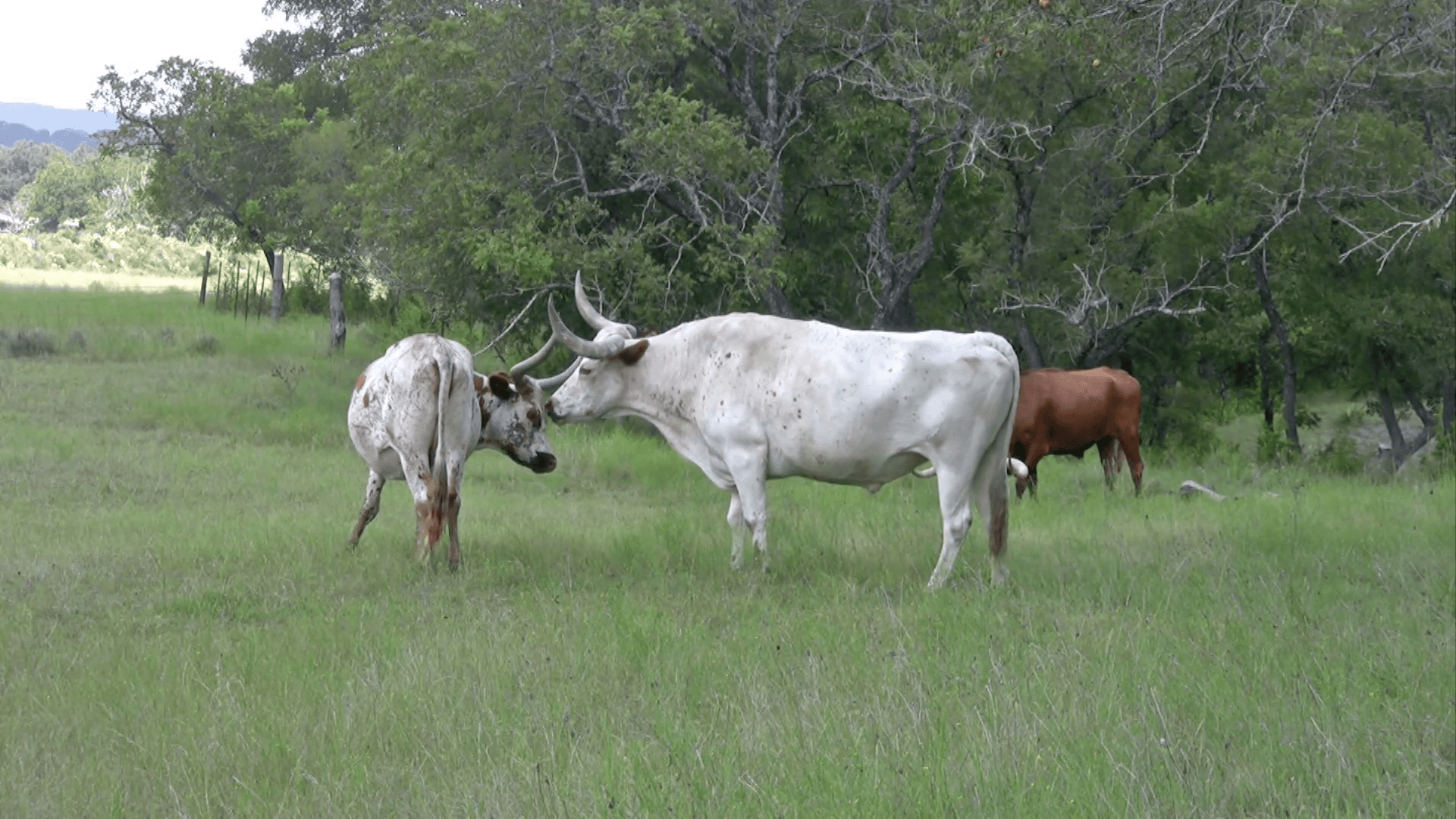 Texas Longhorn cattle in love HD Stock Video Footage