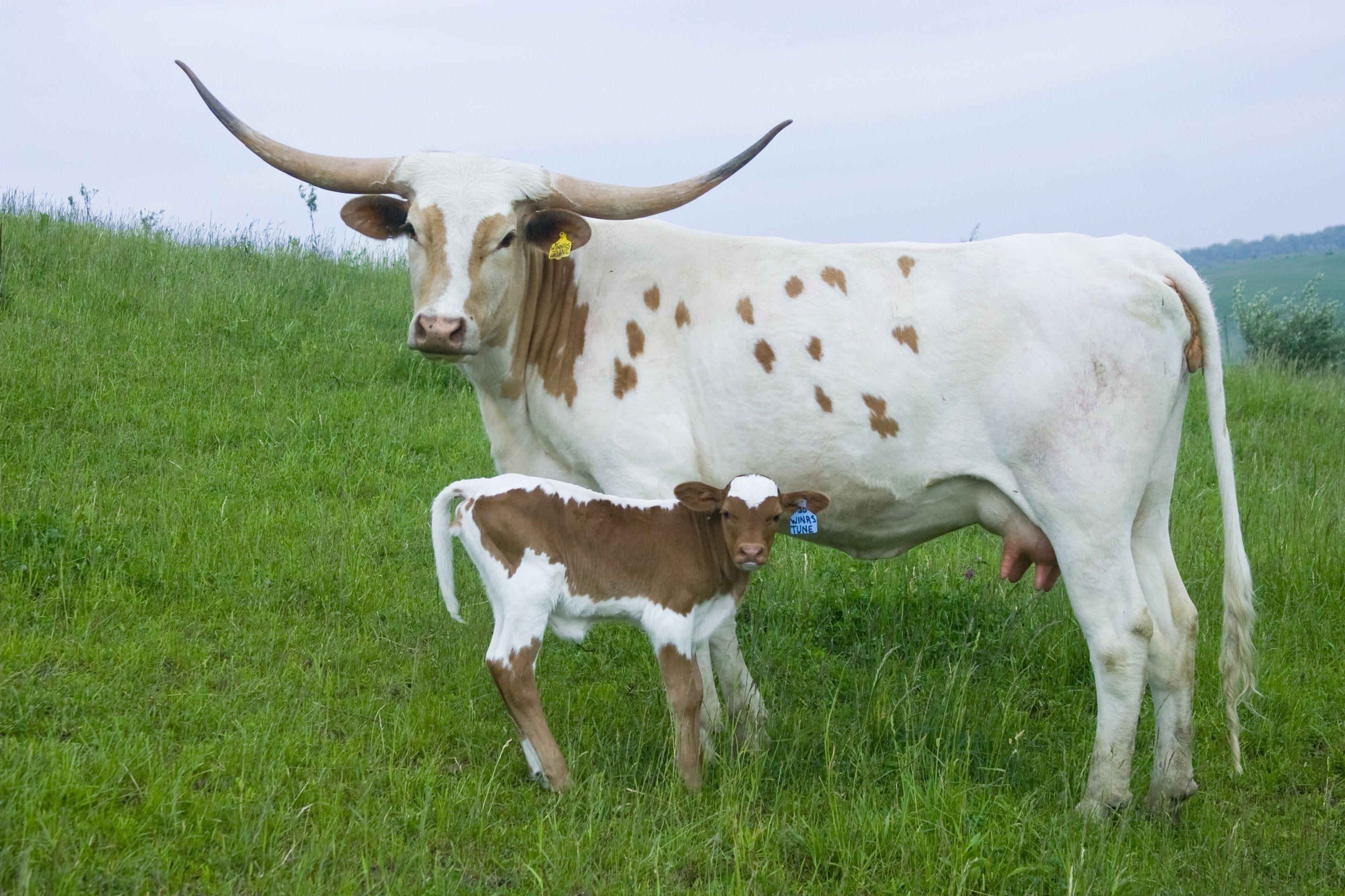 Longhorn Cows Images