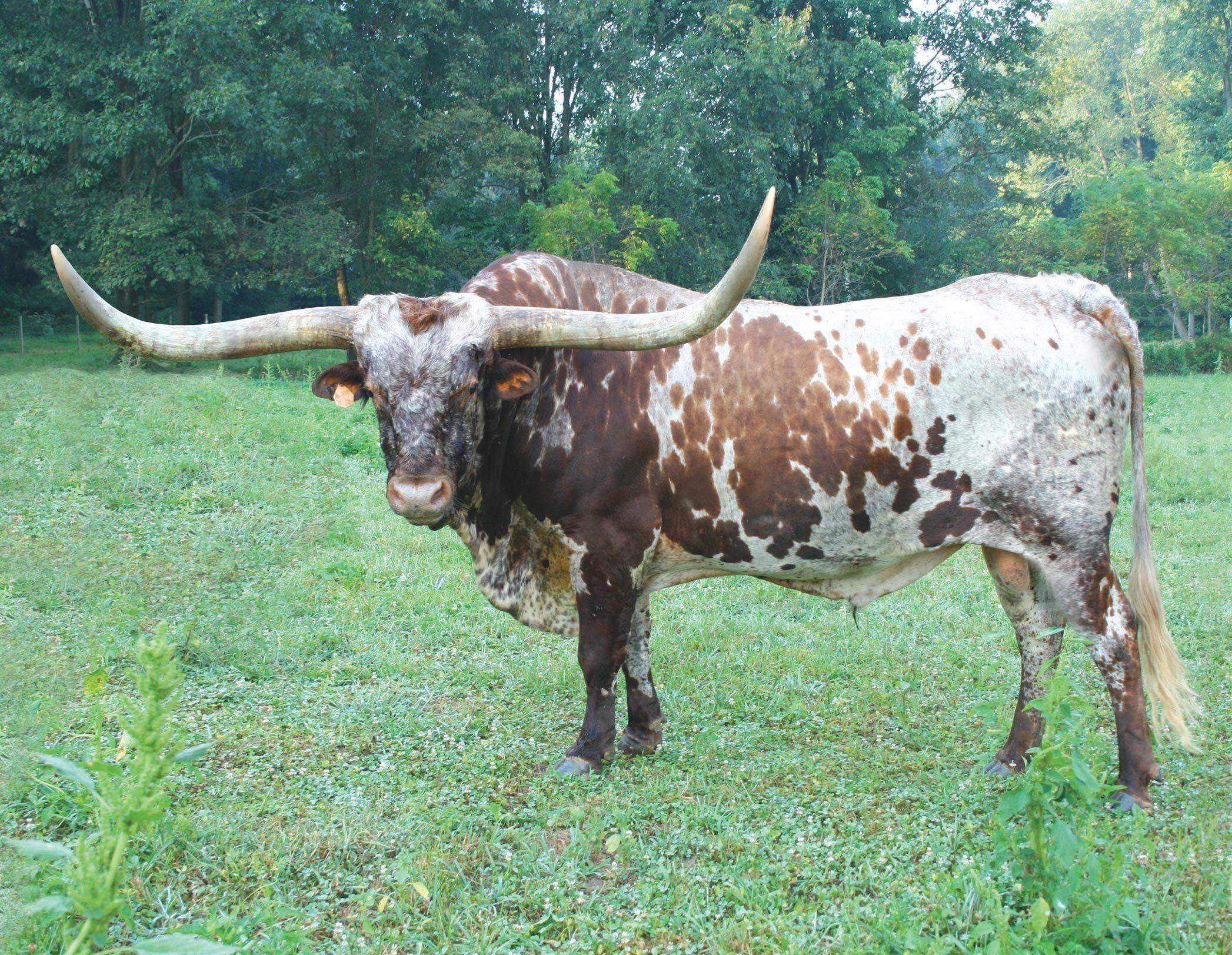 picture of longhorn cattle. Texas Longhorn, Bevo, Bull, cattle