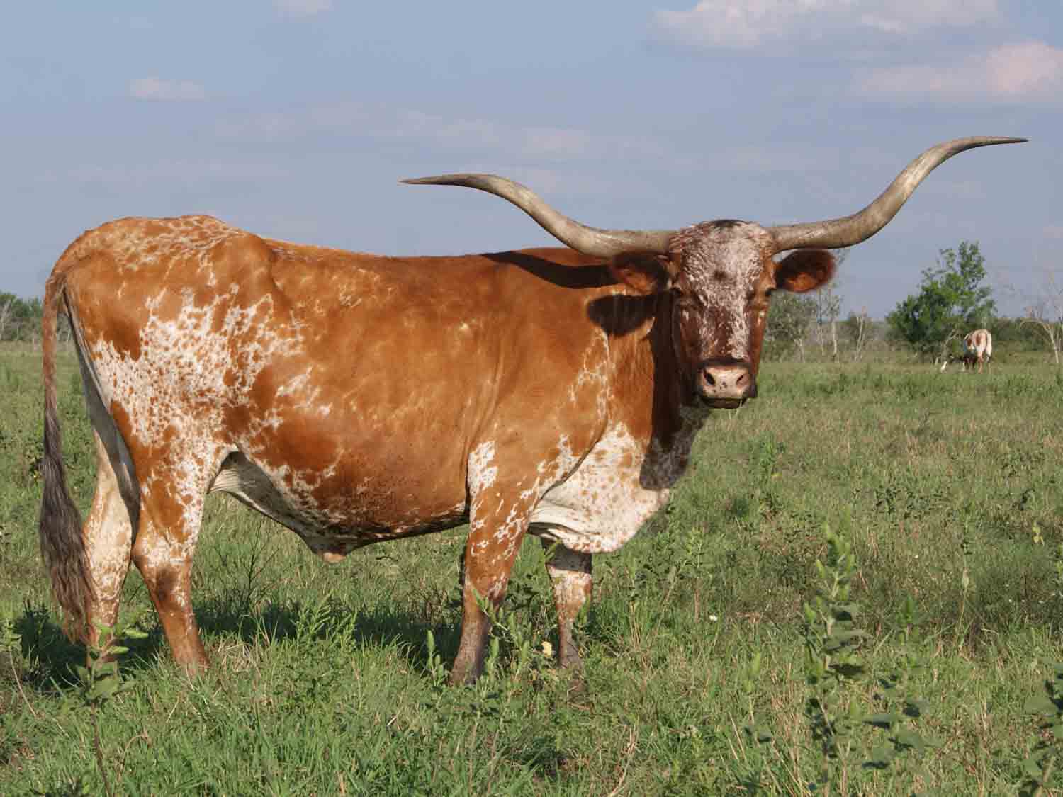 Texas Lonhorn Bull