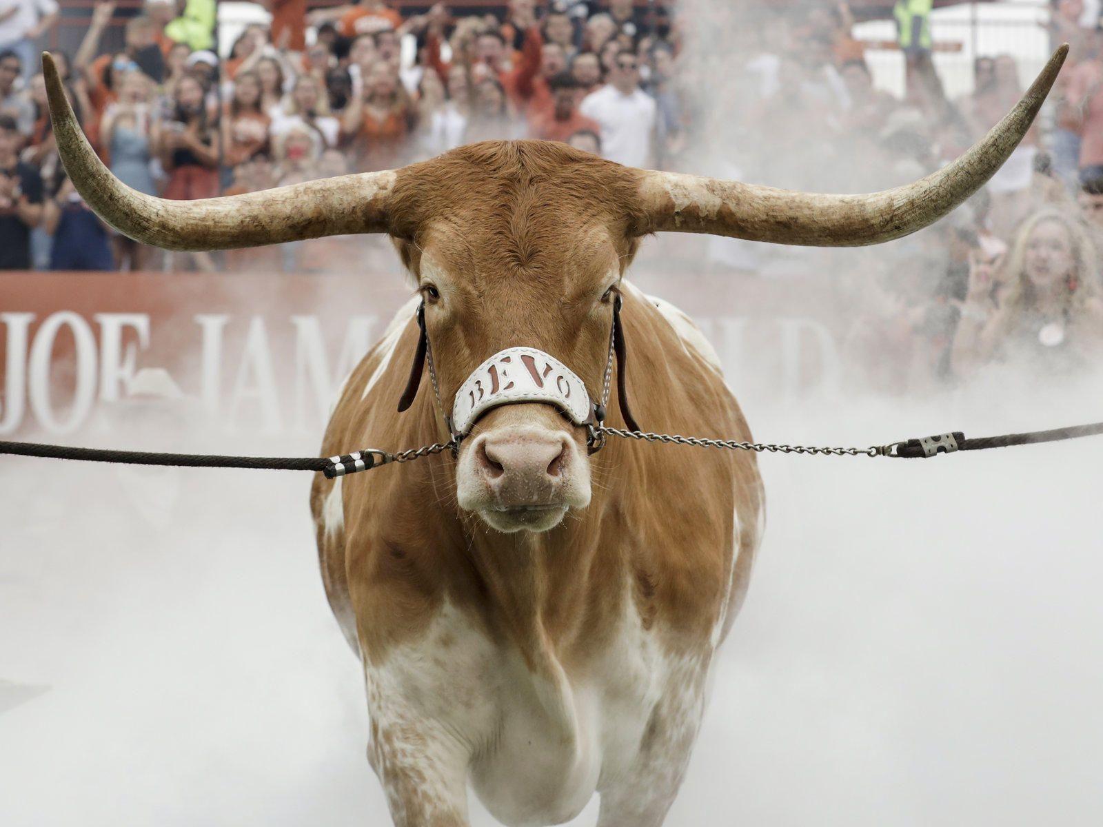 Texas Longhorn Cattle Wallpapers Wallpaper Cave