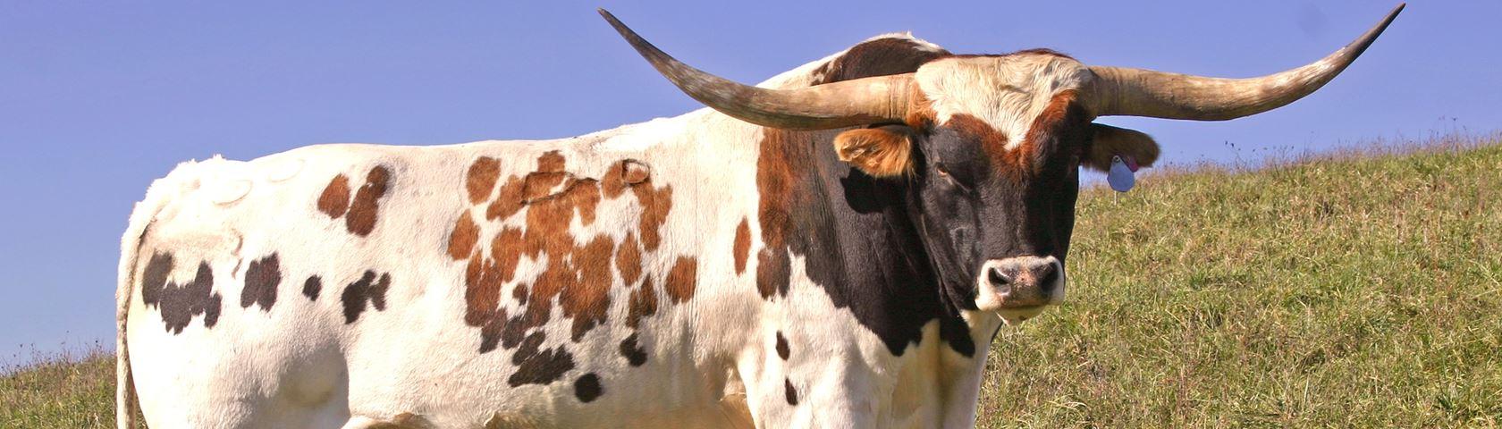 Prize Texas Longhorn Bull • Image • WallpaperFusion