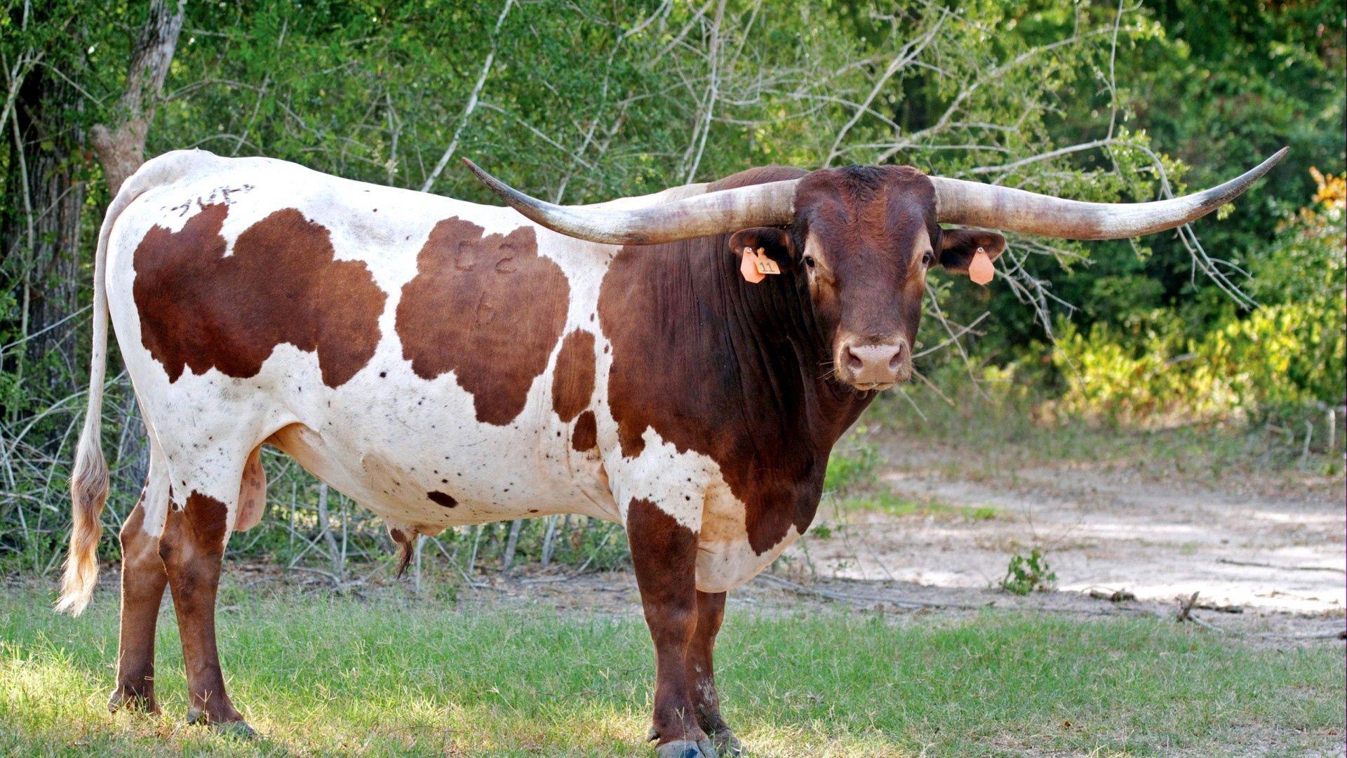 Download wallpaper 1920x1080 bull, horns, huge, grass, tag, grazing
