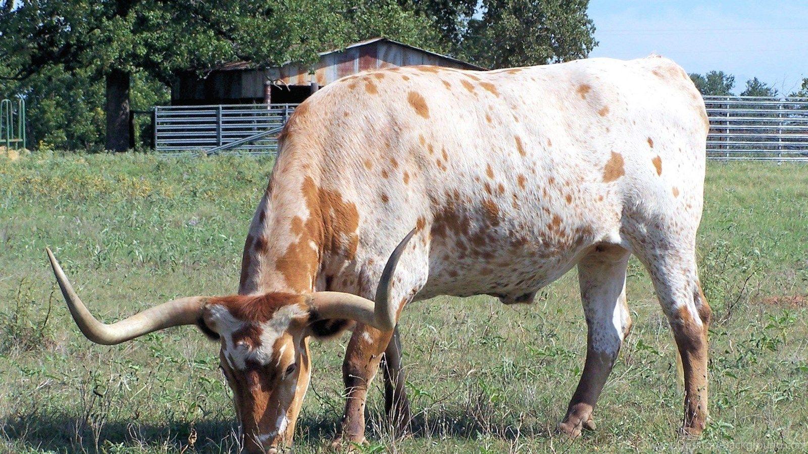 Cows Texas Longhorn Cattle Bevo Desktop Background Image Cows