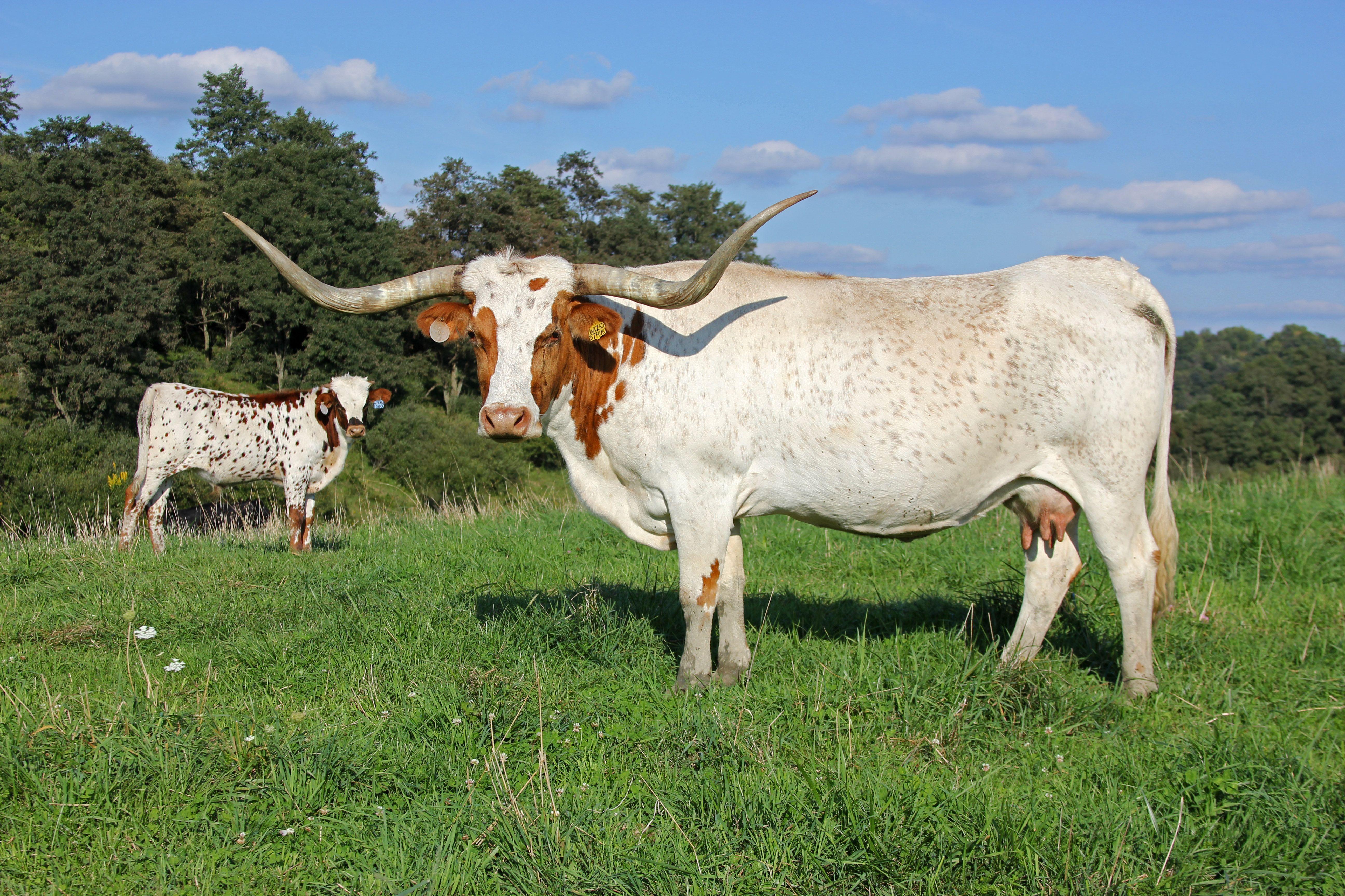 Screensavers Texas Longhorn Cattle