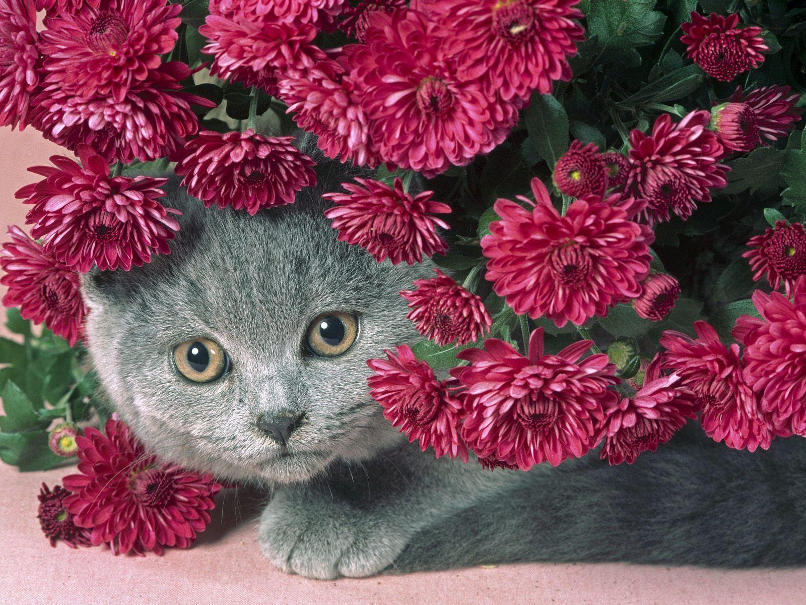 Cat Wallpaper and Background Imagex1200