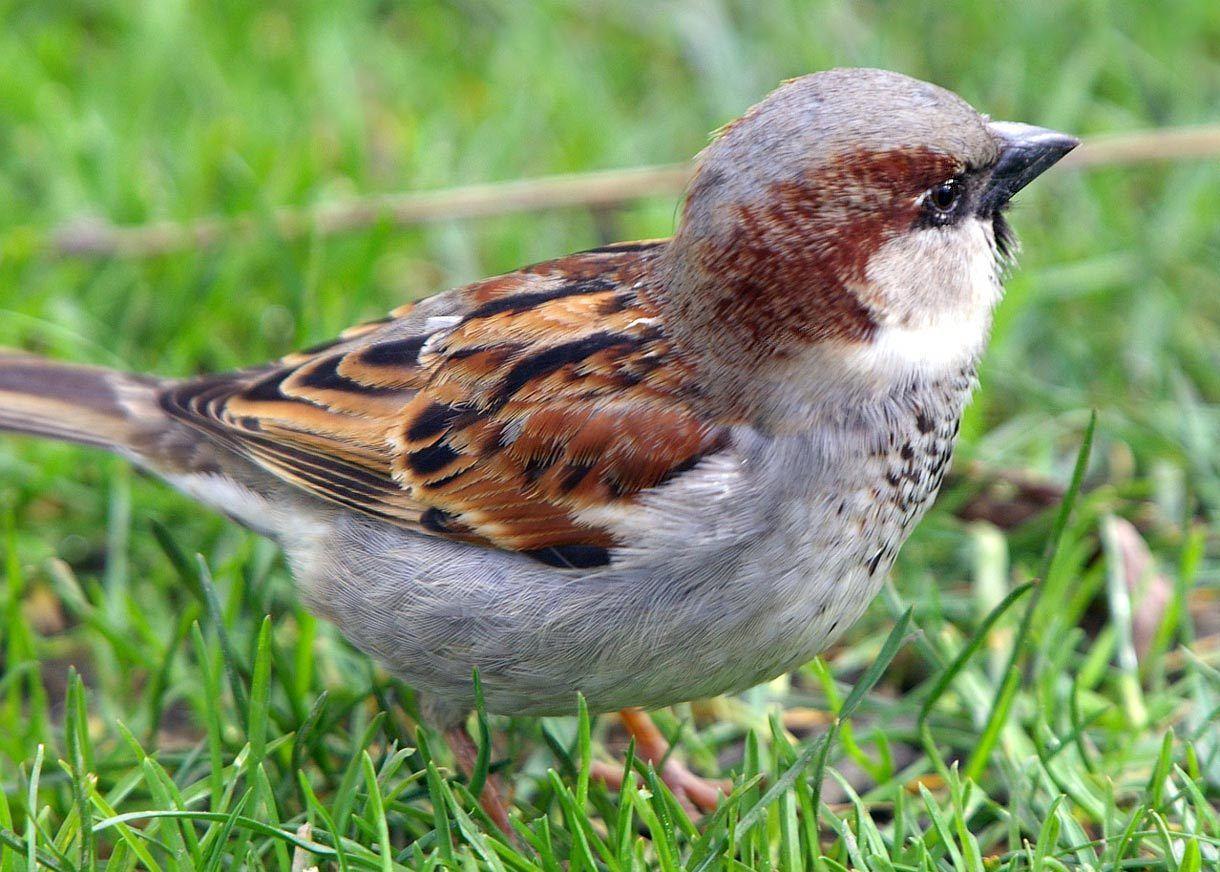 Mp3 Download Free Forever: All types of birds image SPARROW HD