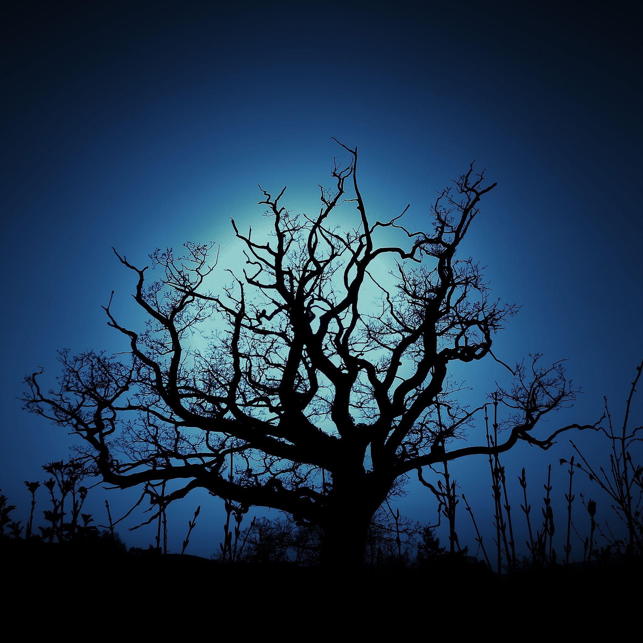 Dark Tree Retina Wallpaper for iPhone X, 6