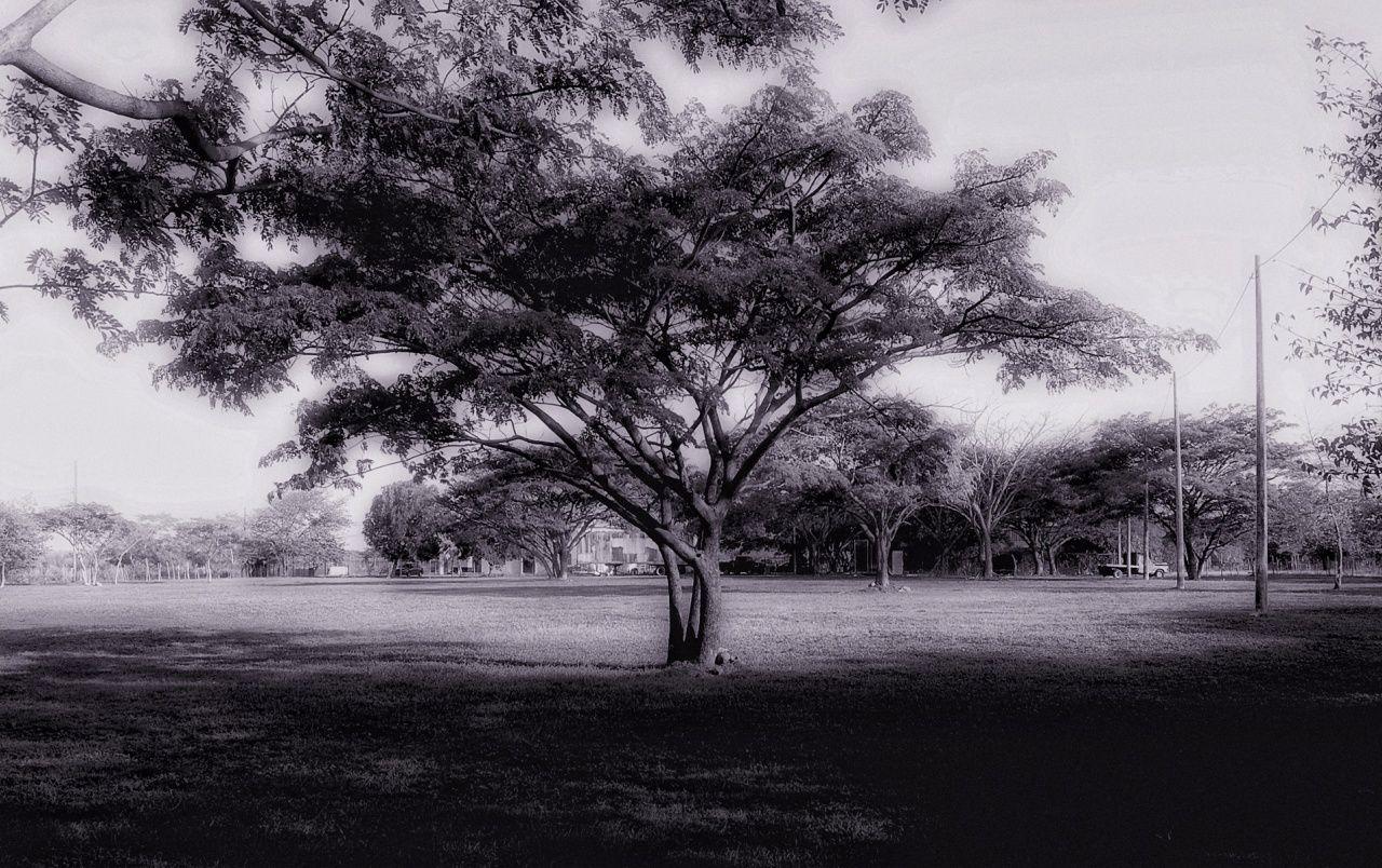 Dark Tree wallpaper. Dark Tree