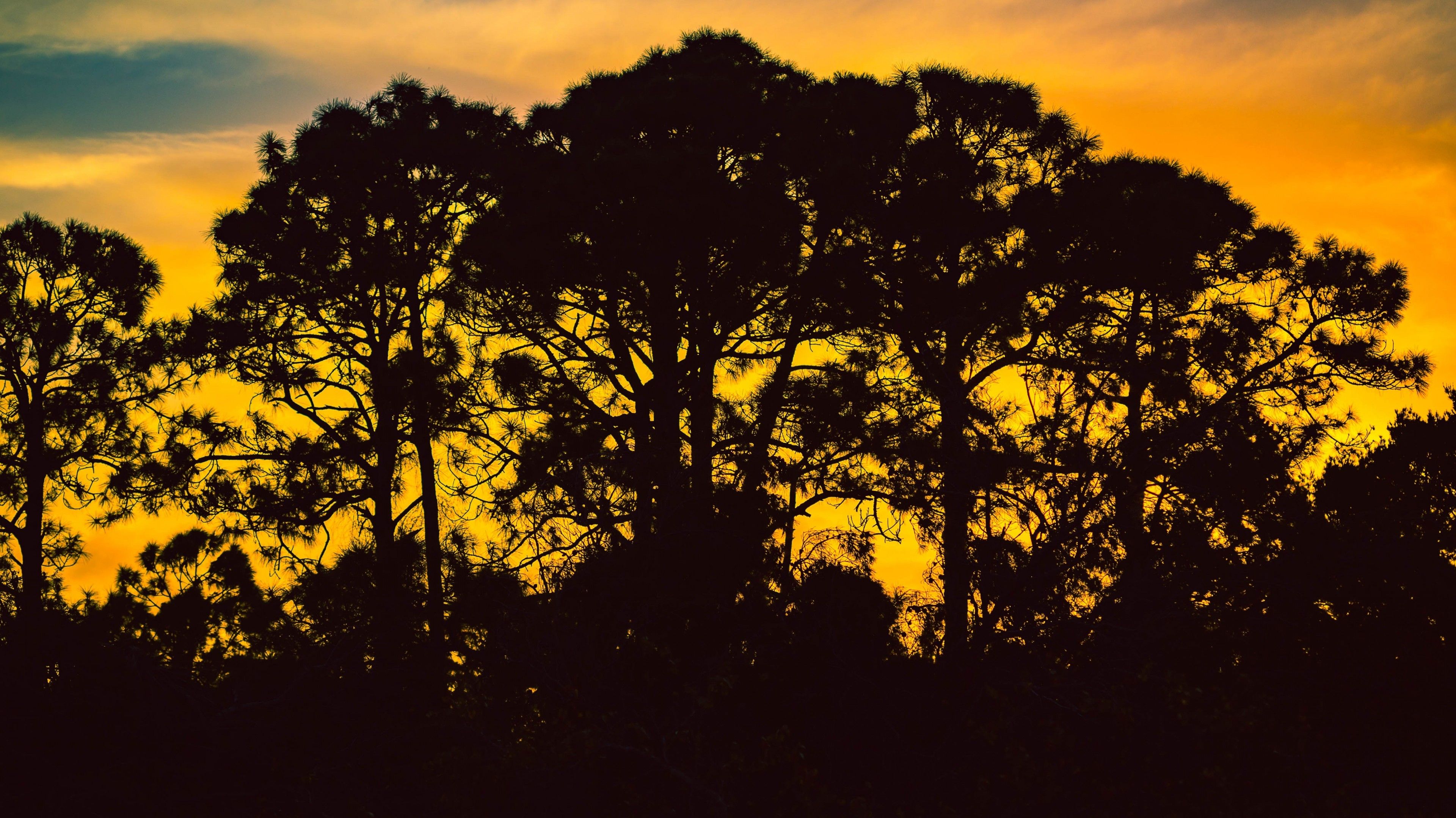 Download 3840x2160 Trees, Silhouette, Dark, Sky Wallpaper for UHD