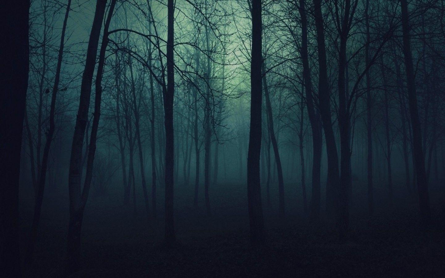 Nature trees dark forests fog mist gloomy wallpaperx900