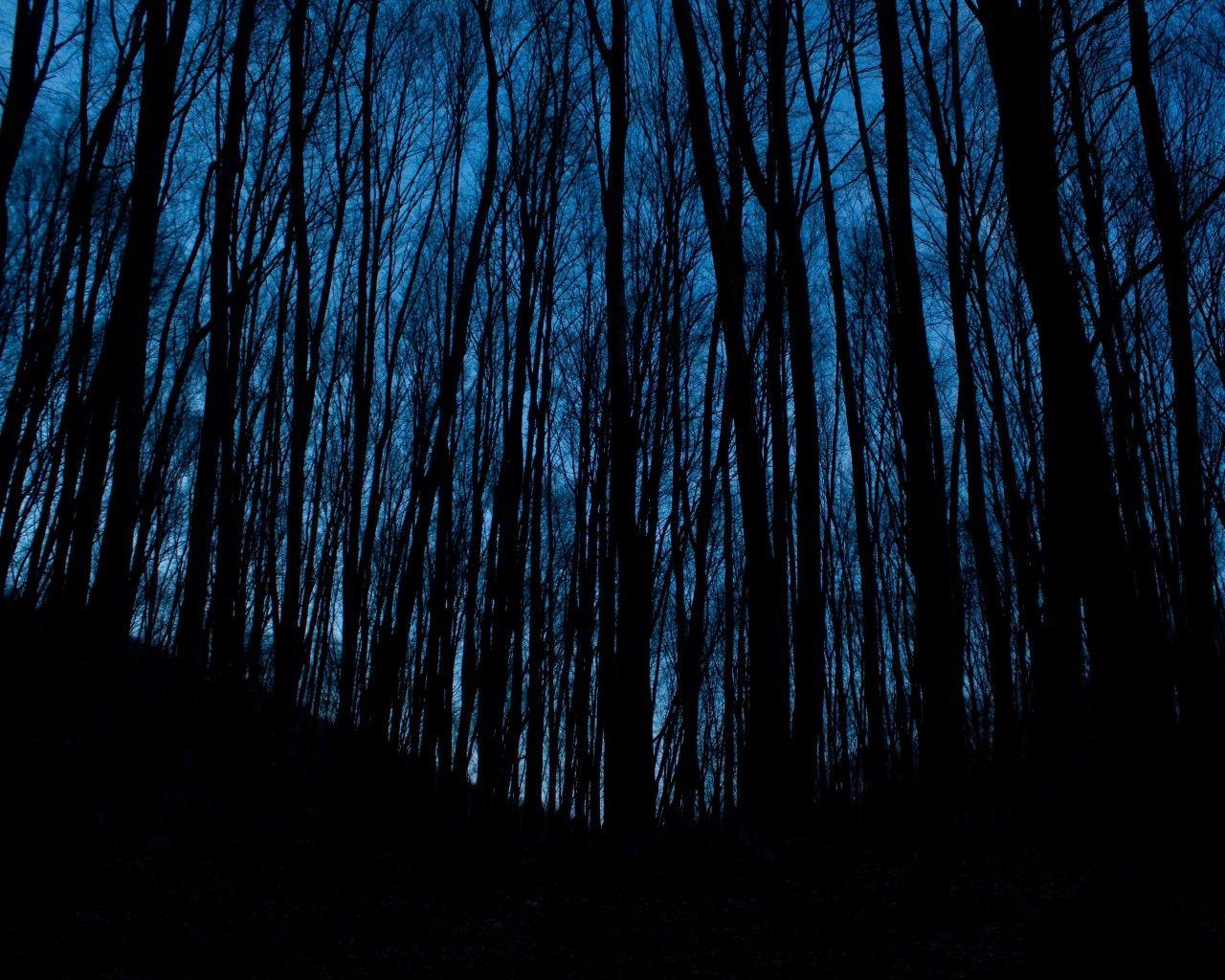 Download 1280x1024 Forest, Dark, Trees, Sky, Scarry Wallpaper